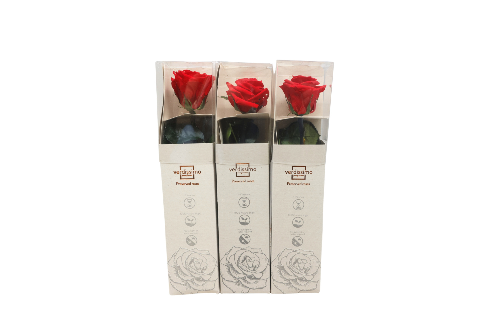 Forever Preserved rose 25 cm, D 5