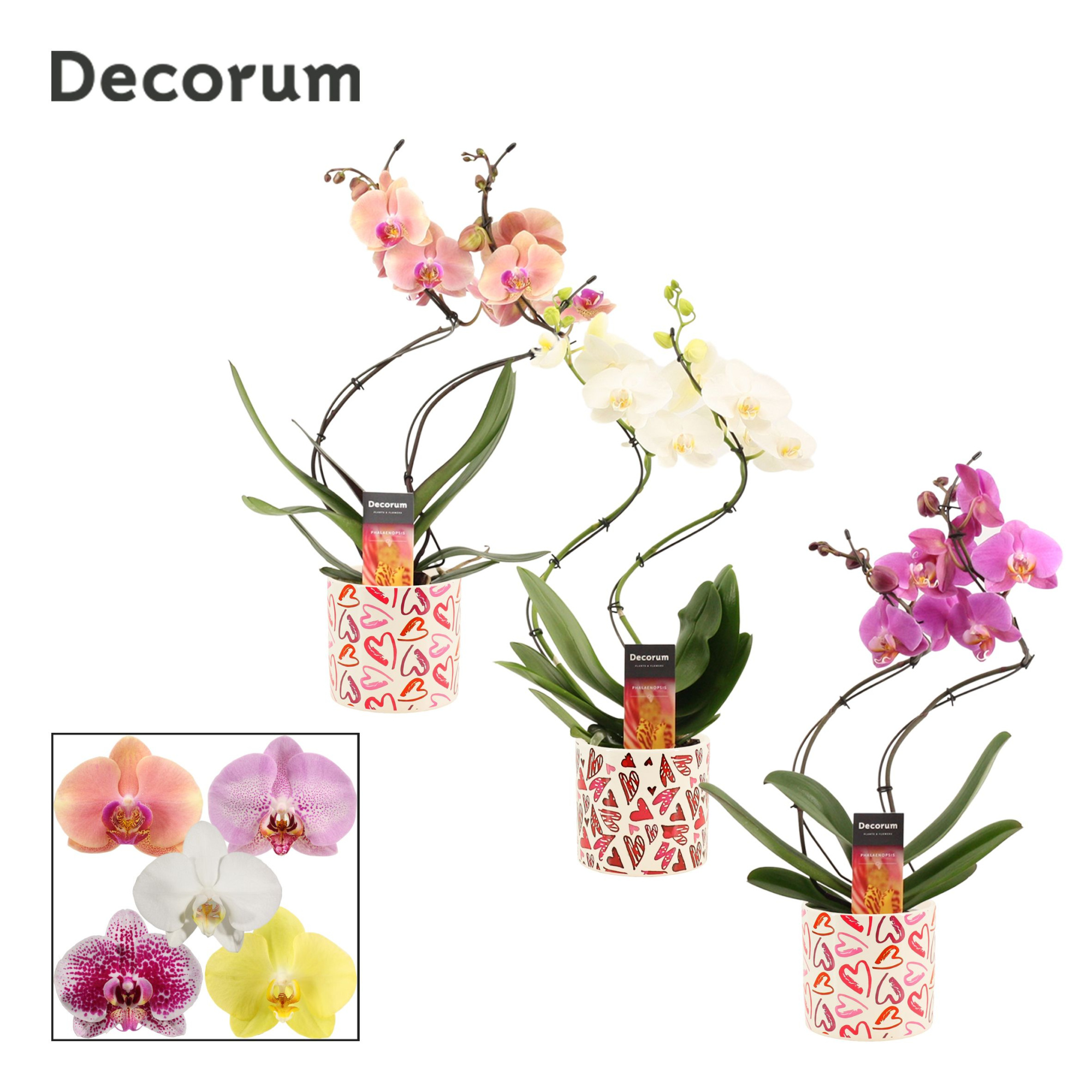 Phalaenopsis hurricane mix in Julia (Deco-collection), D 12