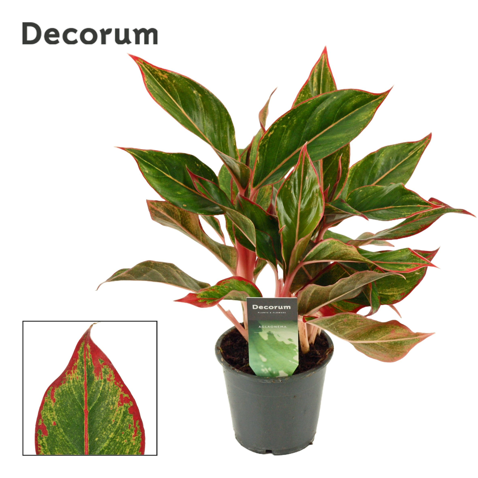 Aglaonema Crete 12 cm (Decorum), D 12 cm