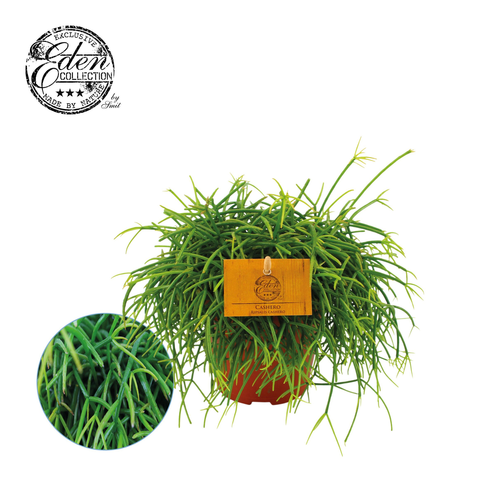 Rhipsalis Cashero 12cm, D 12 cm