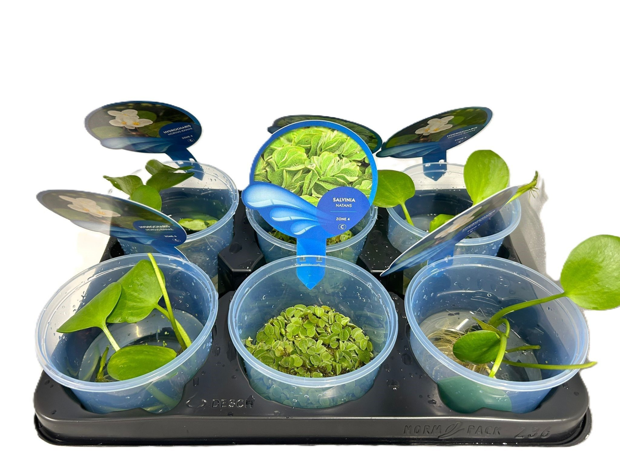 206- mix 2 soorten drijfplanten, D 13 cm