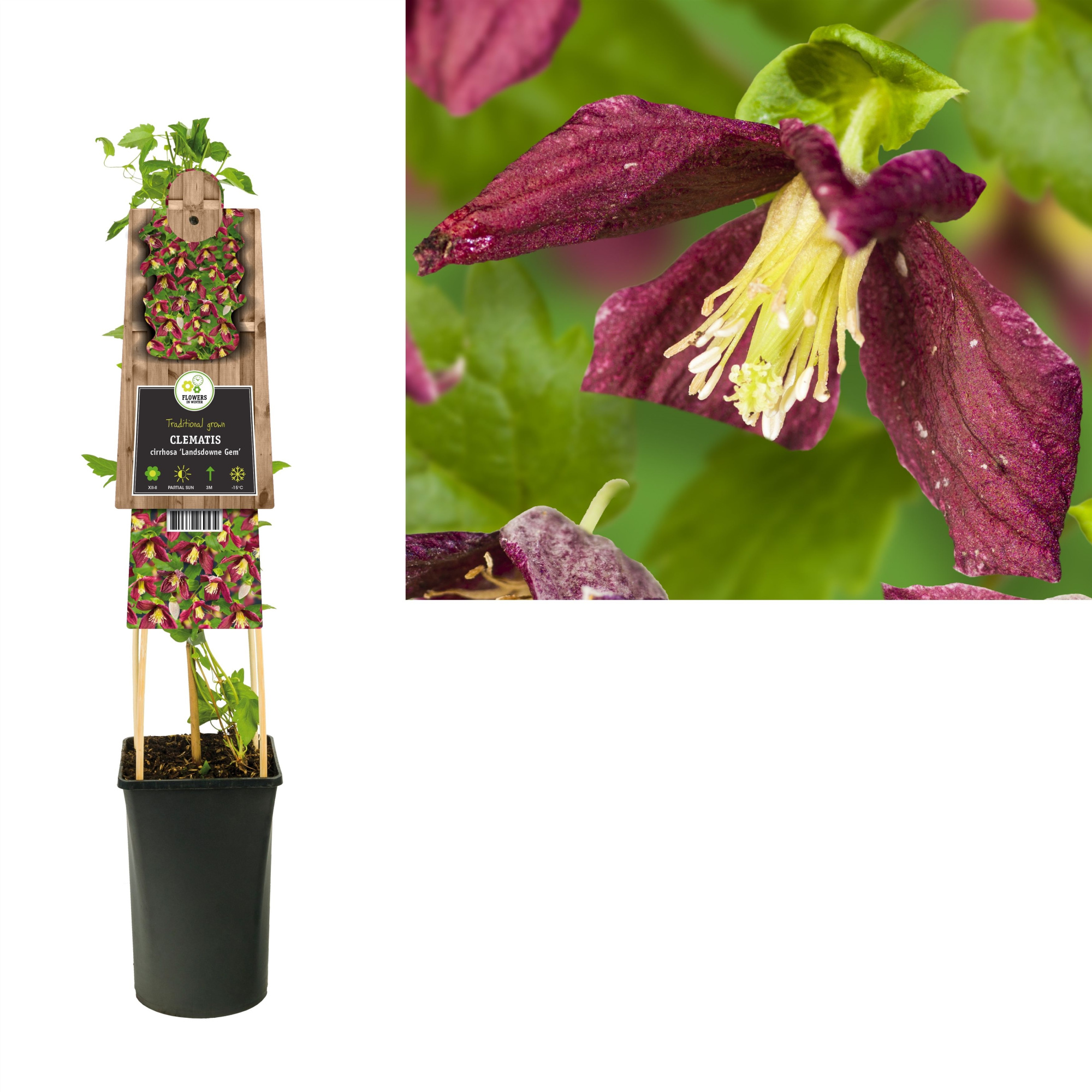 Clematis cirrhosa 'Landsdowne Gem' +3.0 label, D 17 cm