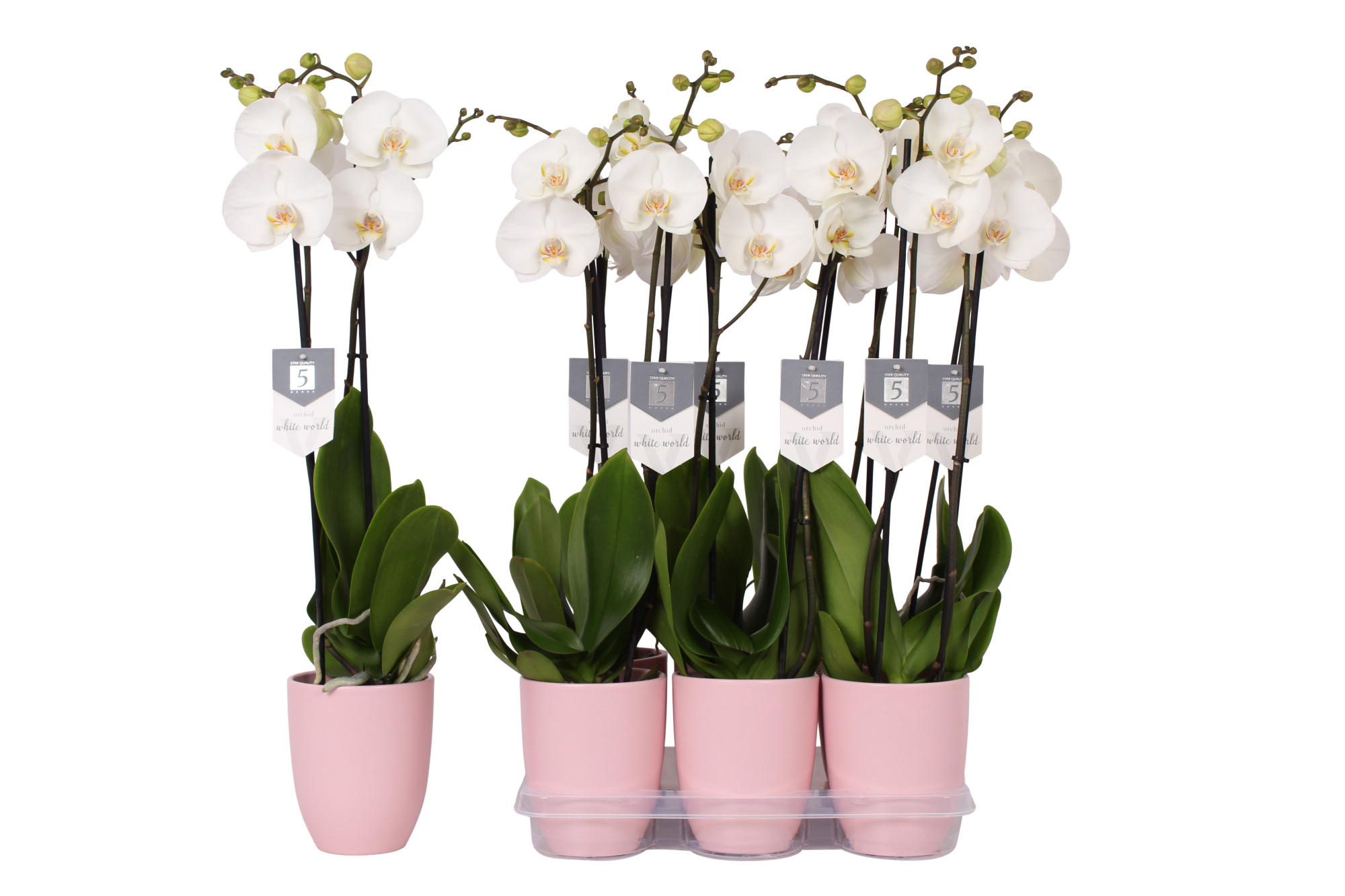 Phalaenopsis White World, 2-spike Pink Ceramics, D 12