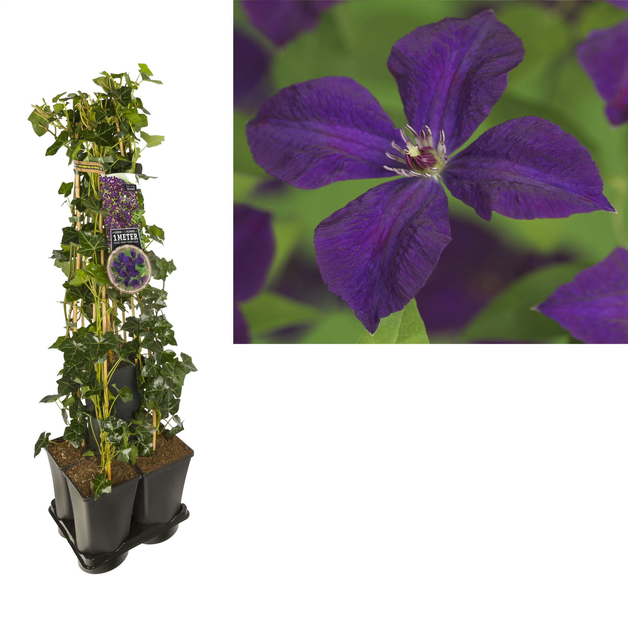 1 m. privacy mix Hedera + Clematis vit. 'Polish Spirit' +label, D 17