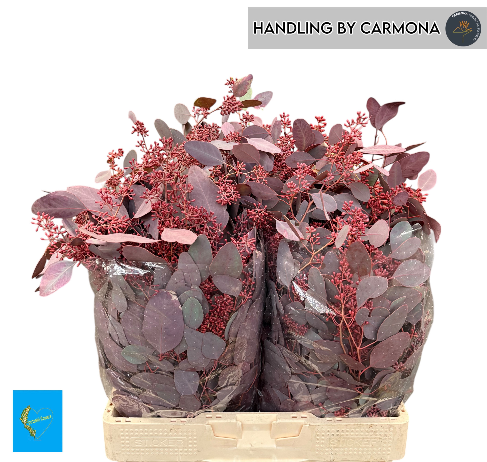 Эвкалипт Палиантемос Крашеный (с ягодами) за пучок (краш. ) 65, пуч.