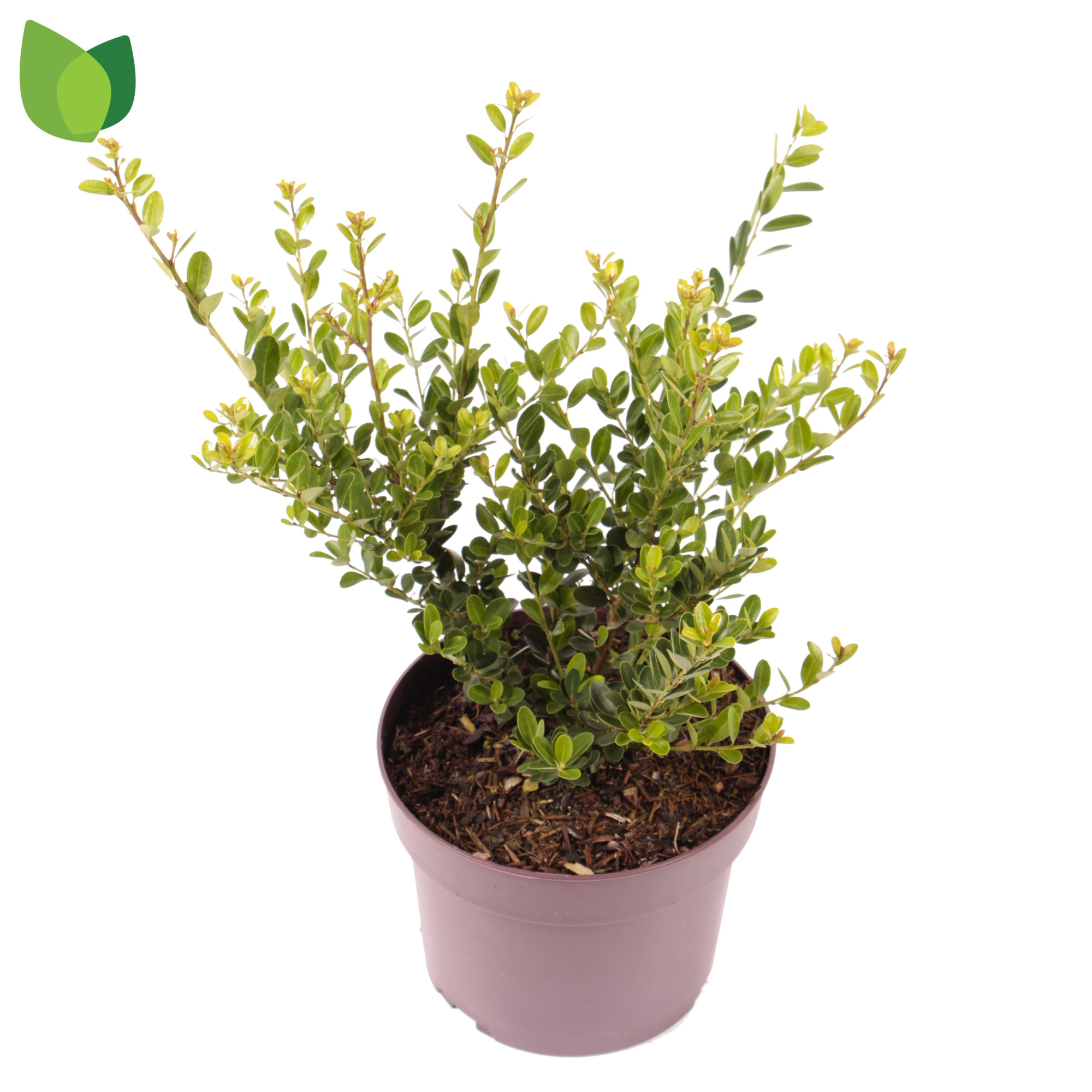 Ilex crenata 'Green Hedge' C3/P19, D 19