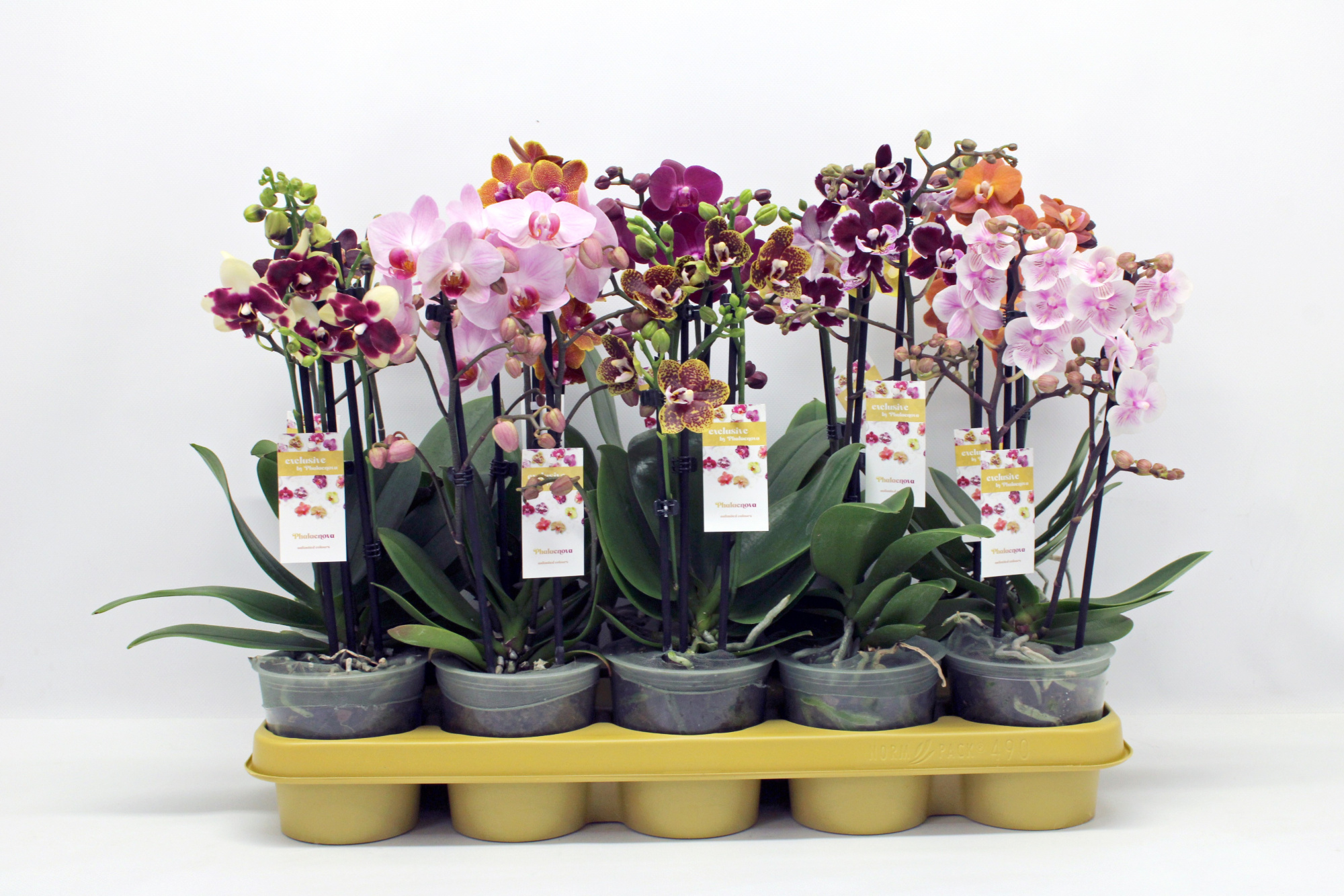 Gemengd Multiflora mix 2-tak 22+, D 12