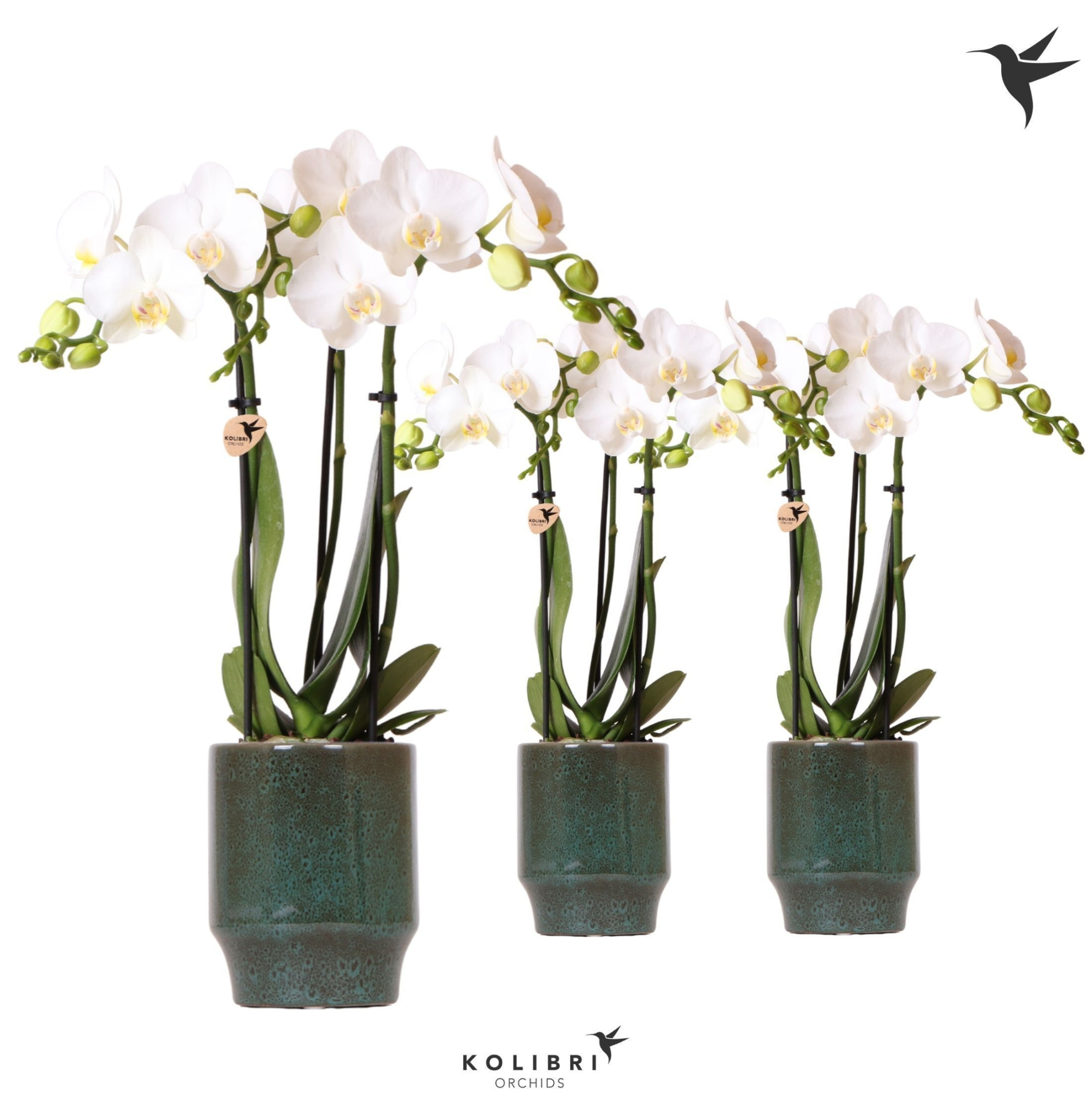 Kolibri Orchids Phalaenopsis white 3 spike in Classy pot green, D 9