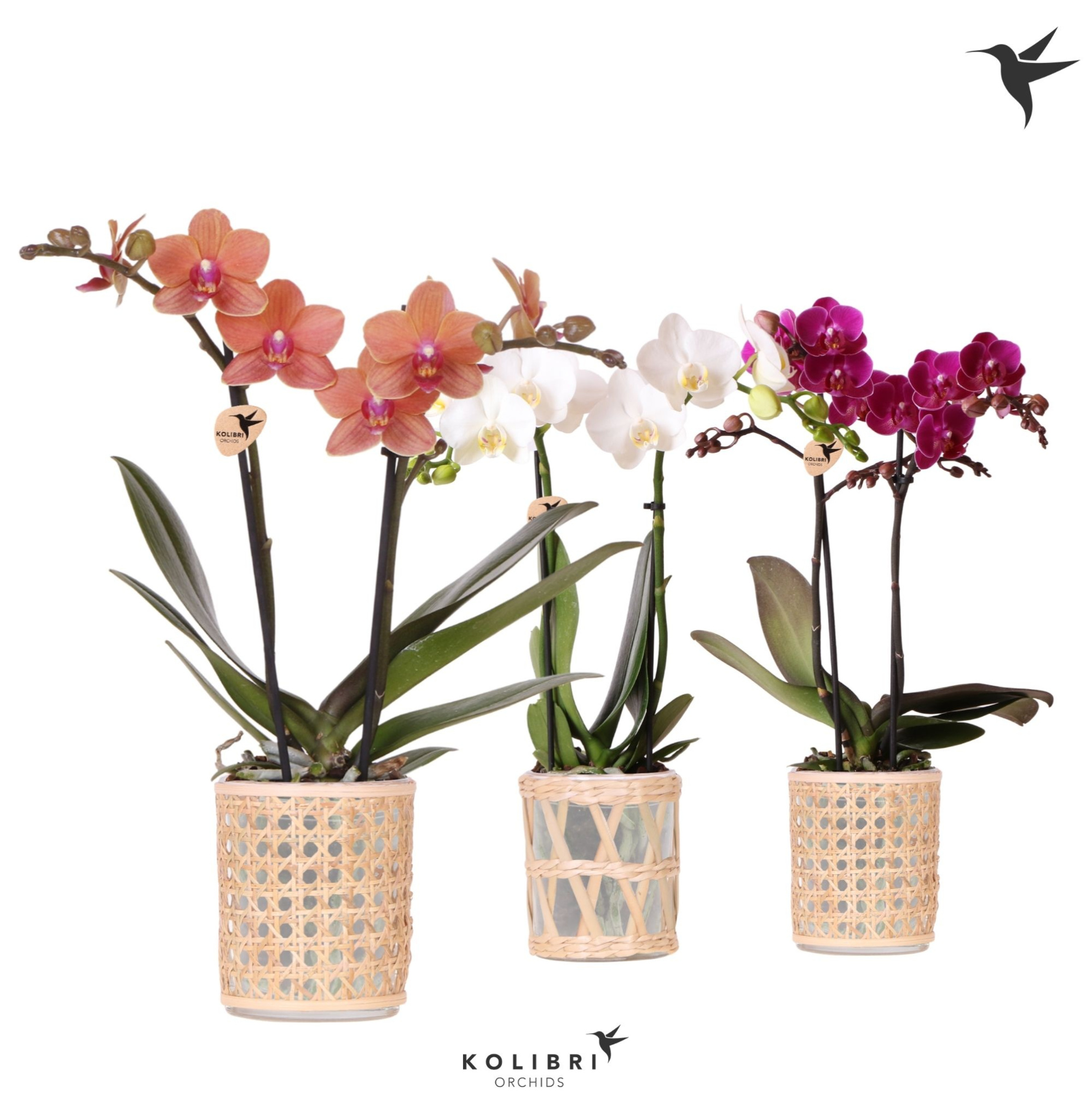 Kolibri Orchids Phalaenopsis mix 2 spike in Rotan pot mix, D 9 cm