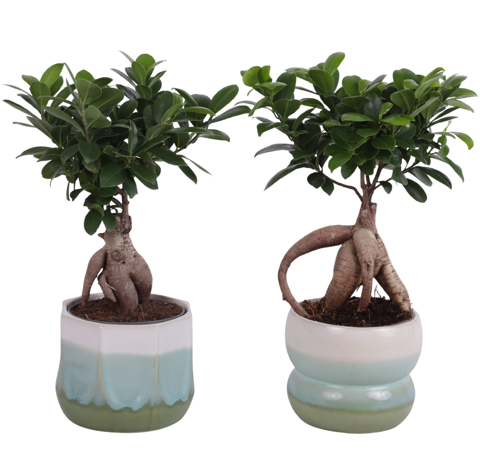 Ficus m. Ginseng Ball Shape Ø12cm in Ø15cm Ceramic FB675, D 15