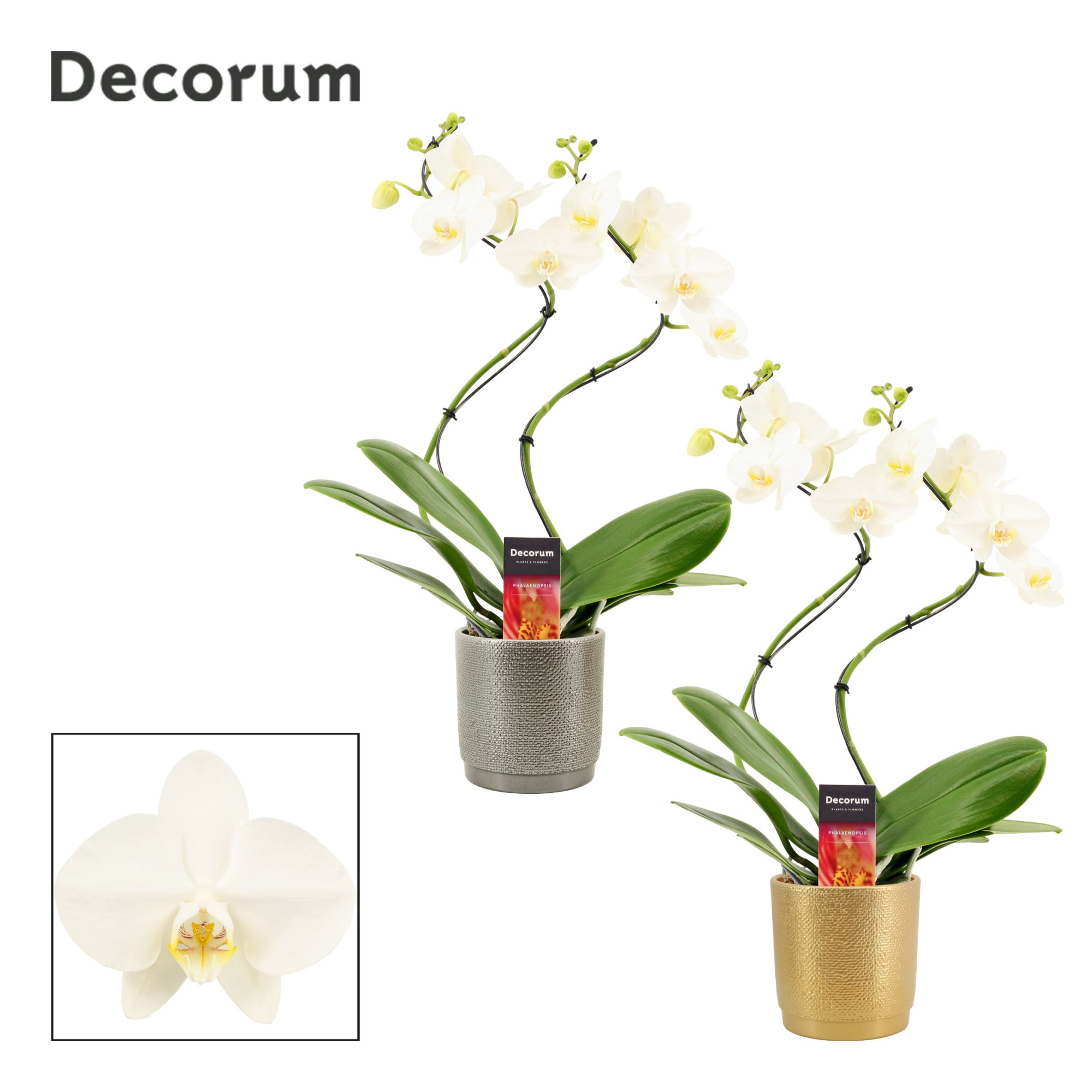Phalaenopsis hurricane wit in Gabriël (Deco-collection), D 12