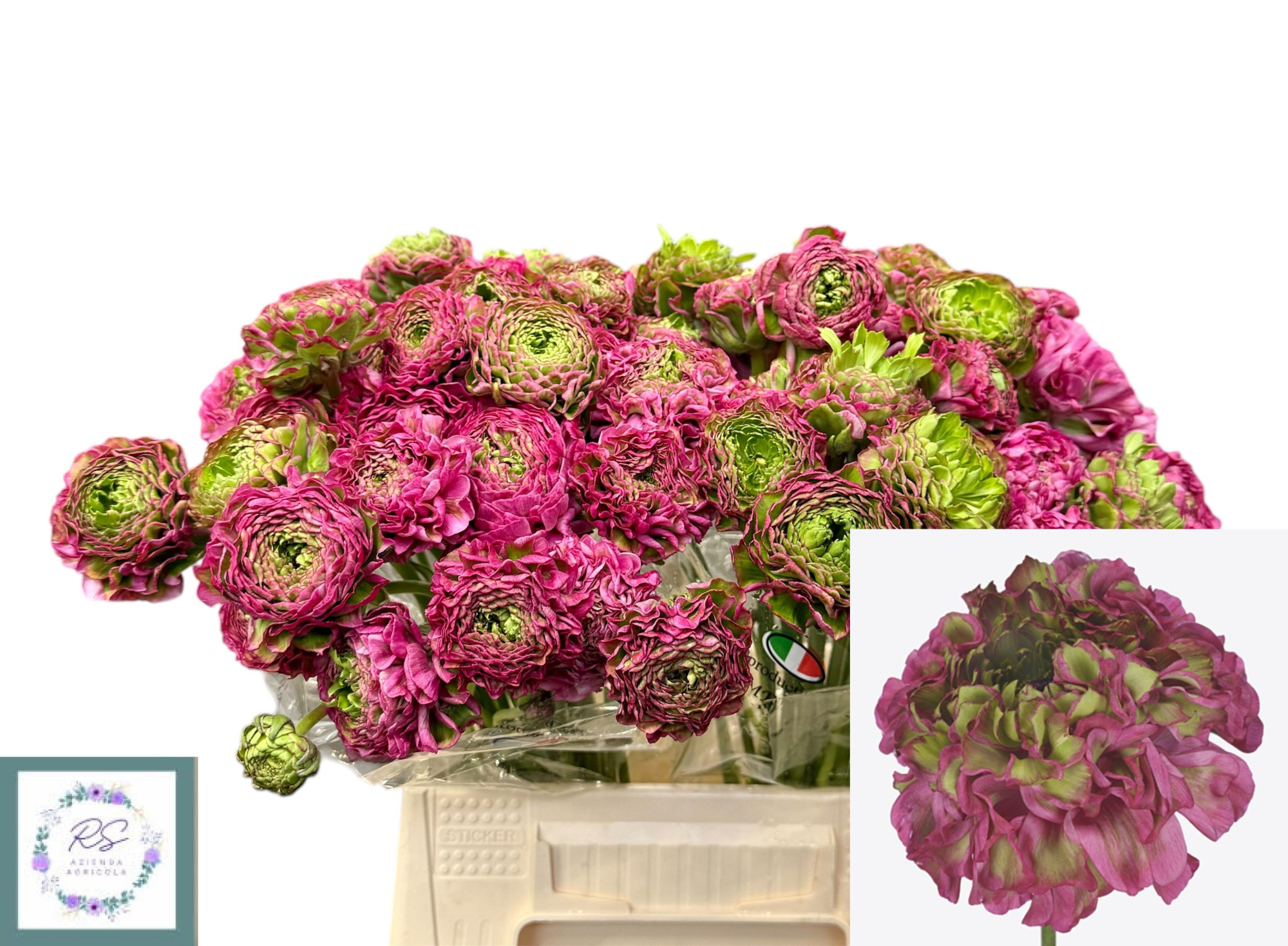 Ранункулус Пон Пон Аладдин 45 (розово-зел.), шт.