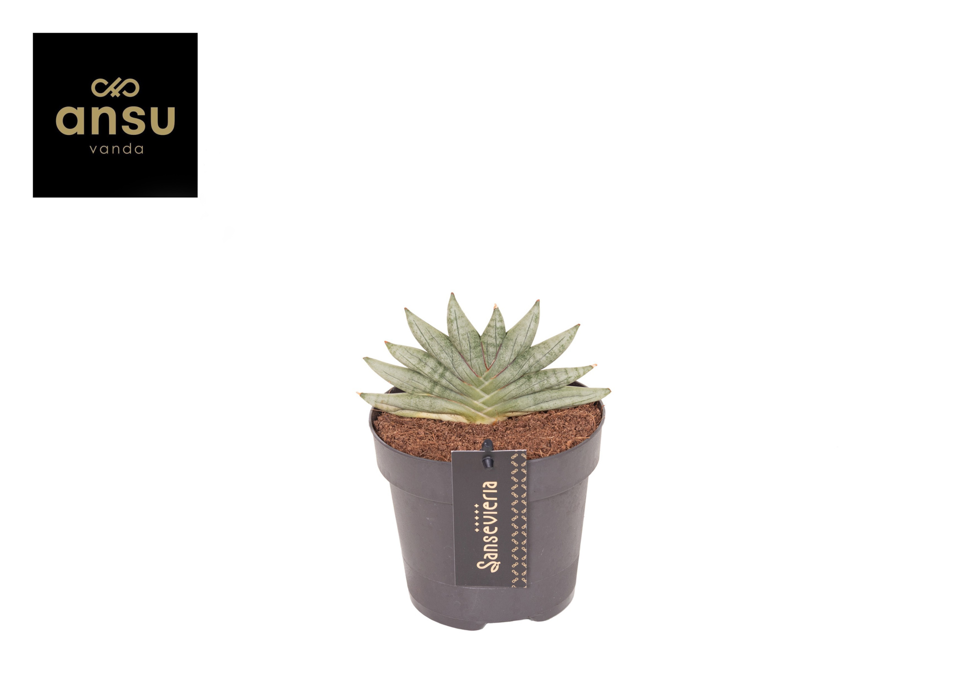 Sansevieria Inti Mini No. 3, D 12 cm