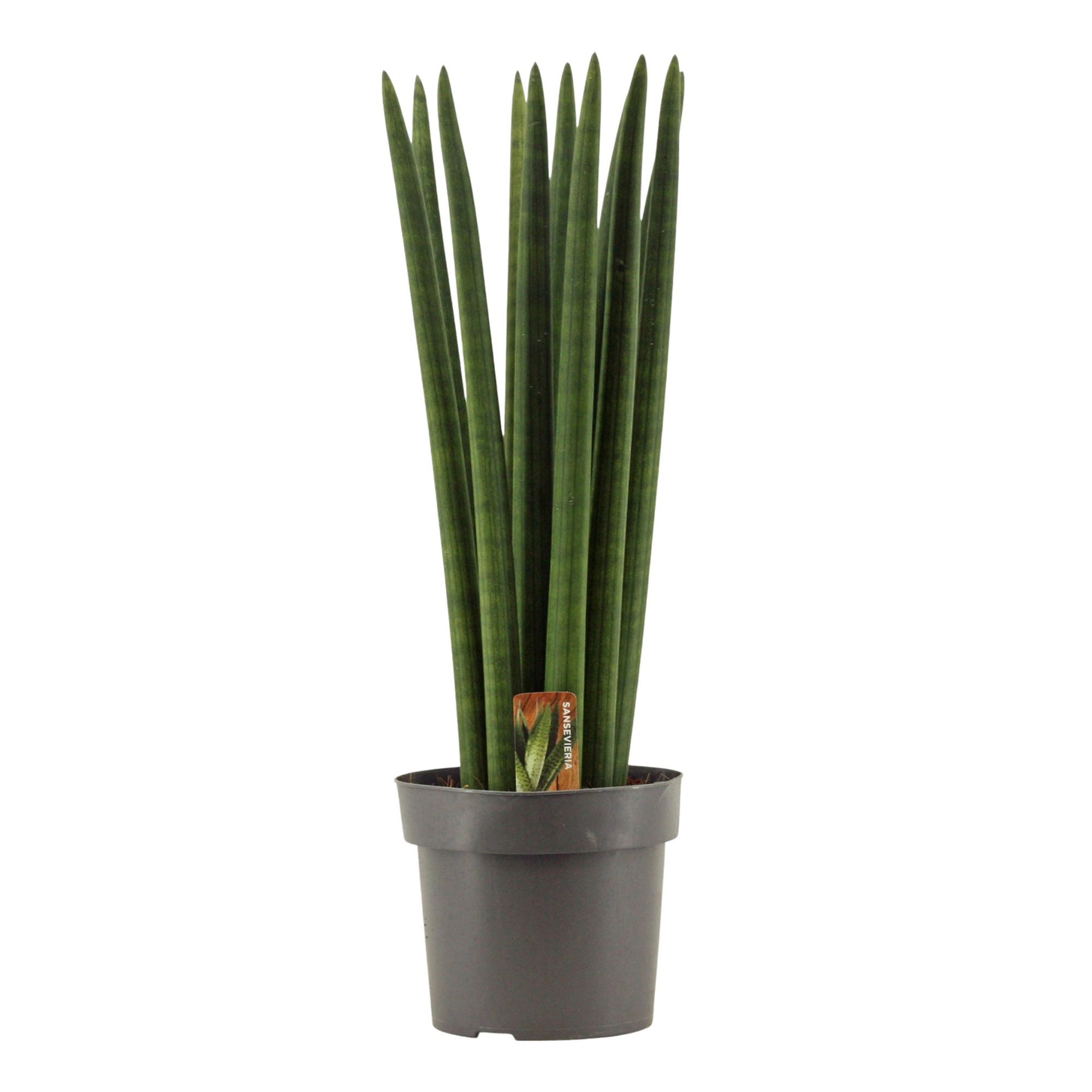Sansevieria Cylindrica 17 cm Straight, D 17 cm