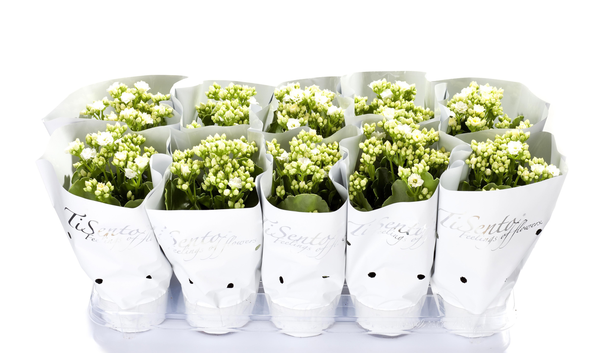 Calandiva 12 cm Wit in Wit + Glitter, D 12