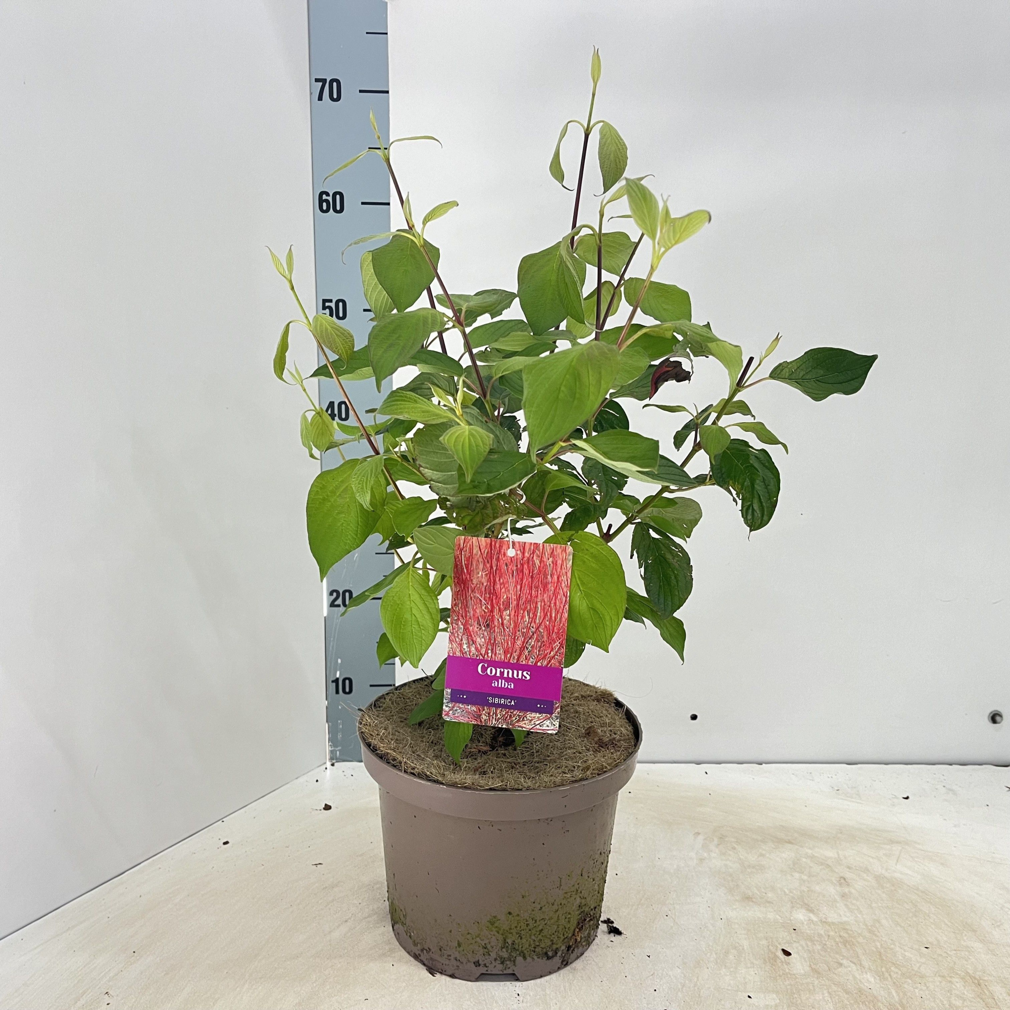 Cornus alba 'Sibirica', D 23 cm