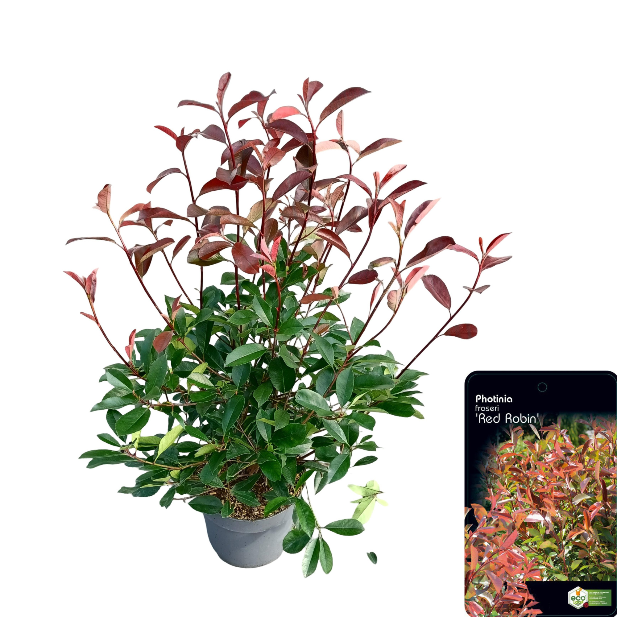Photinia fraseri 'Red Robin' C10, D 28 cm