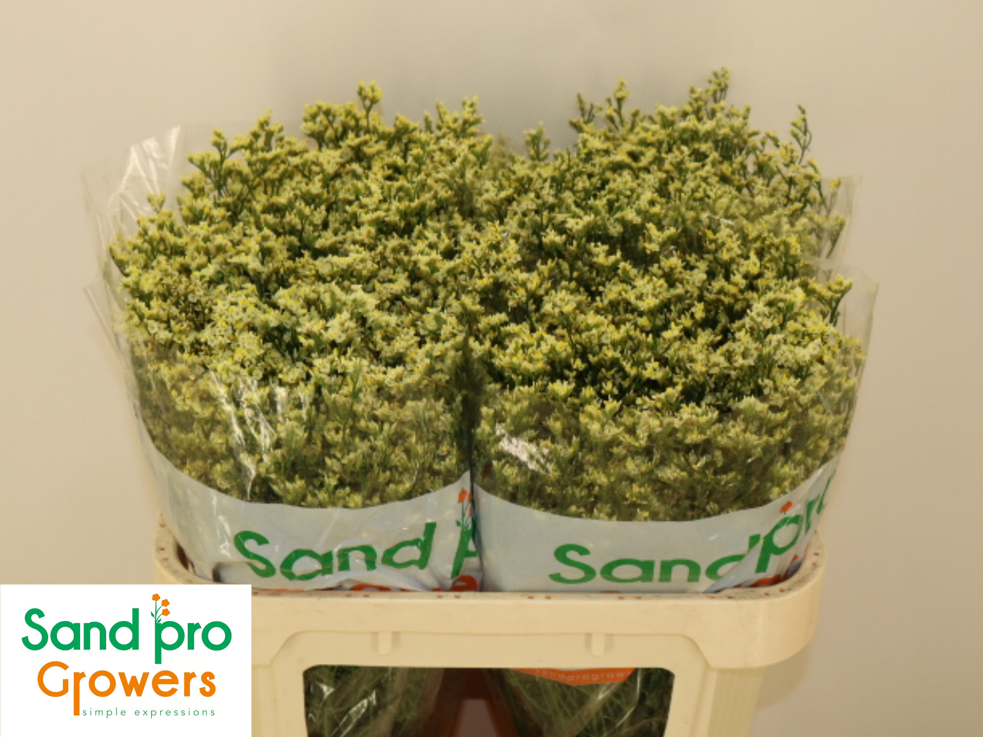 Лимониум Чайна Лемон 70, шт.