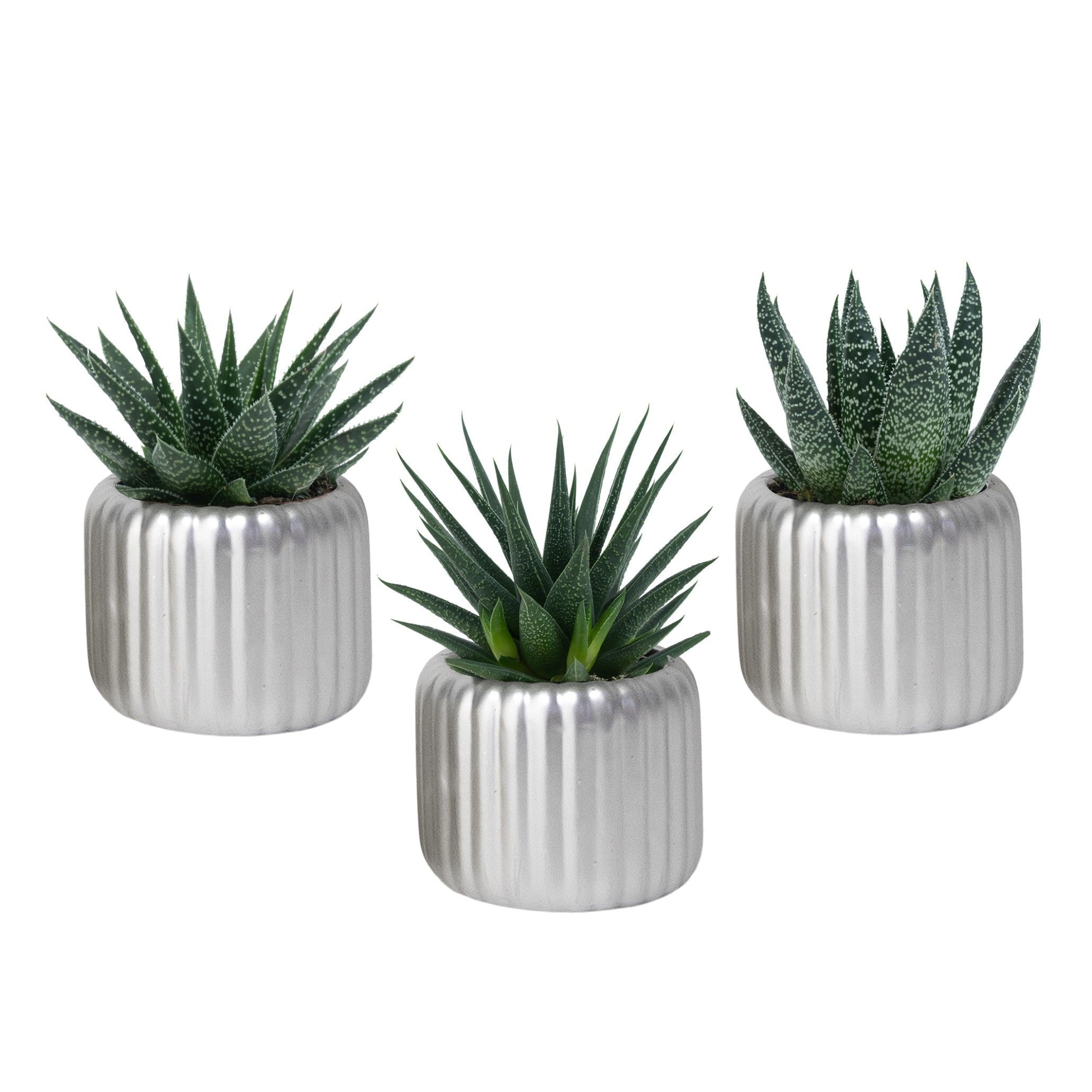 Vertical Silver with Succulent mix, D 6 cm