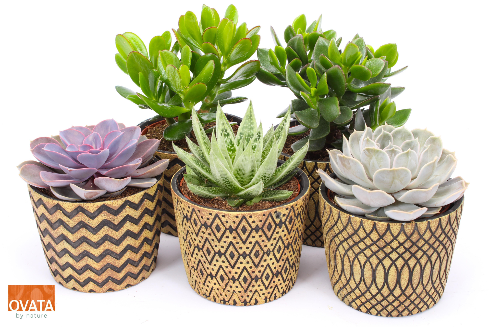 Succulent mix in Cancun 14 PD - NON CITES, D 14