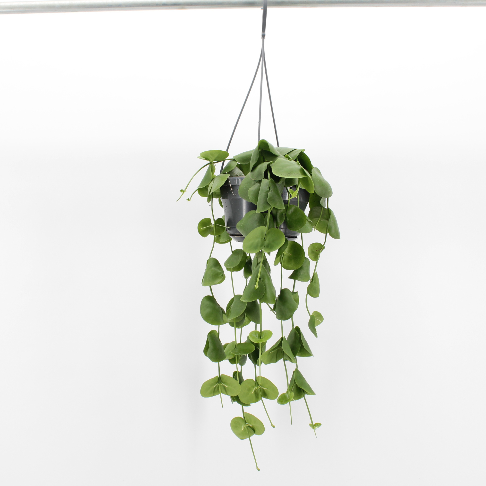 Dischidia Platyphylla, D 14 cm