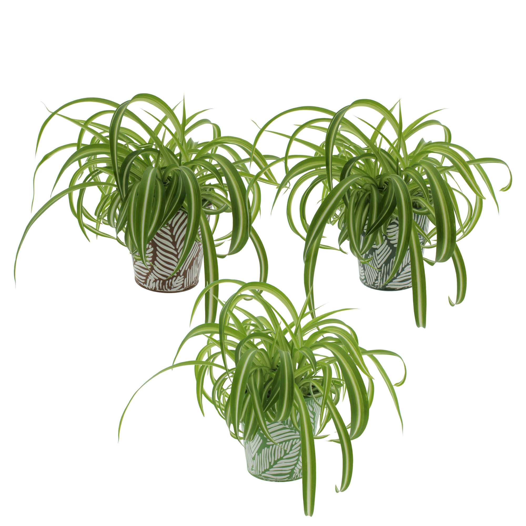 Chlorophytum Bonnie in sierpot zink 3 kleuren, D 12 cm