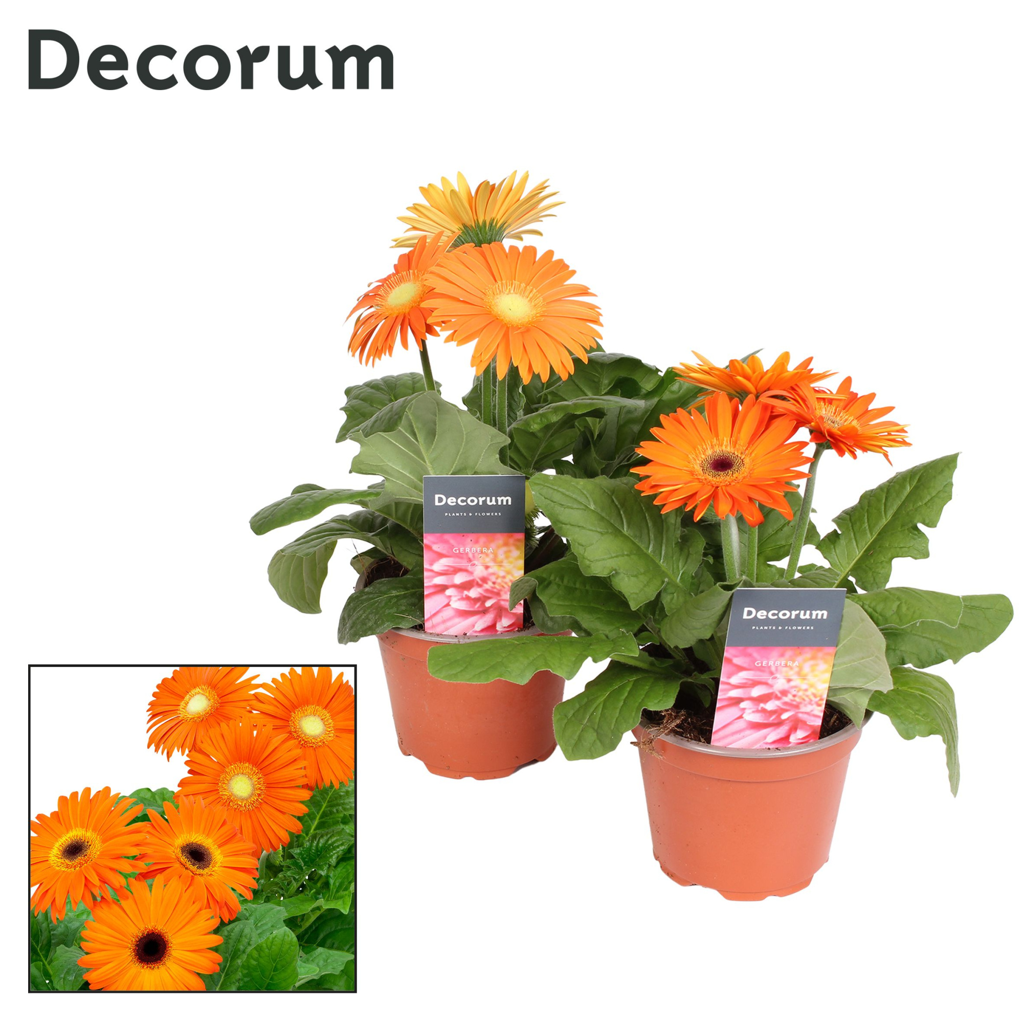 Gerbera 2+ bl. 12cm oranje in hoes (diverse kleurtinten) Decorum, D 12 cm