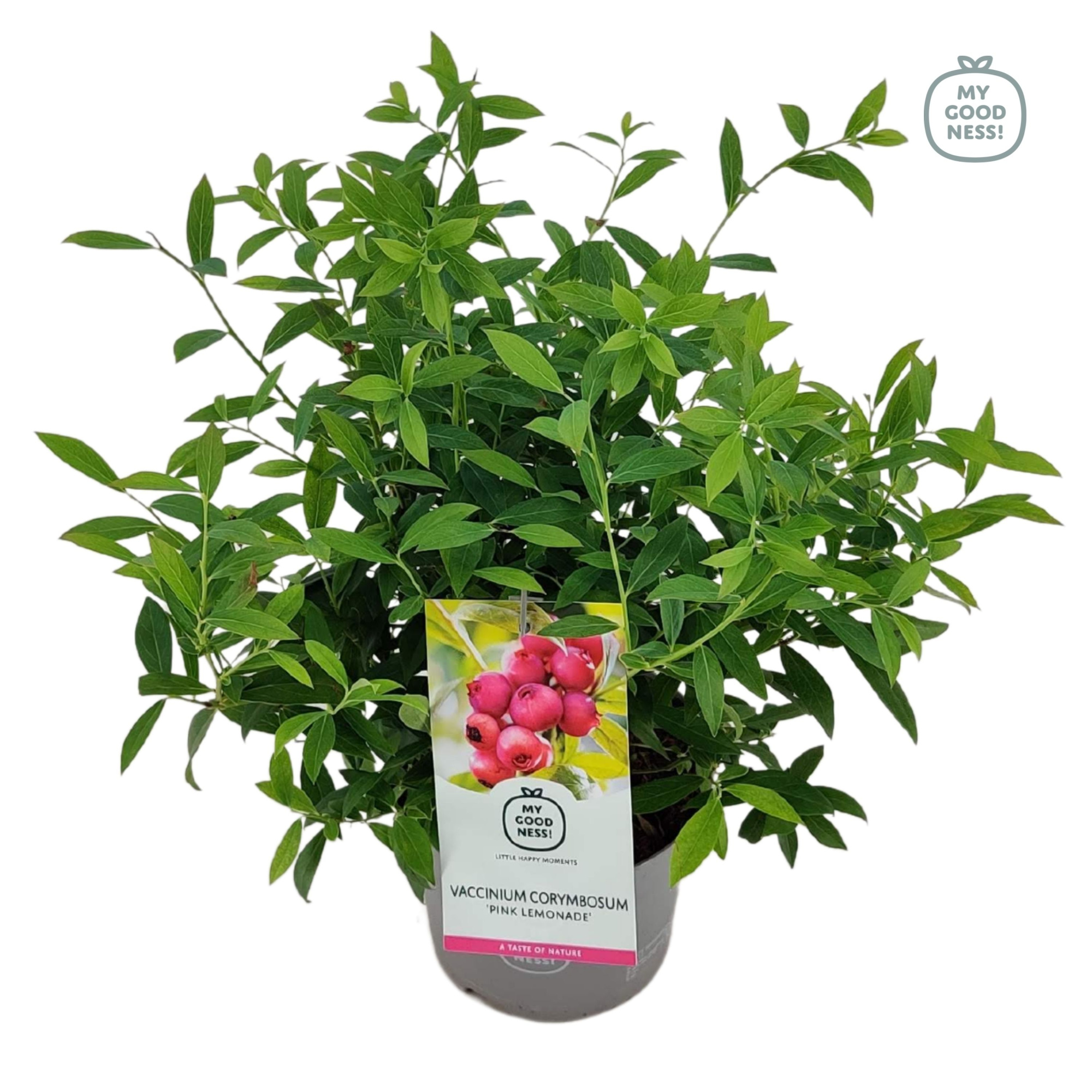 Vaccinium 20cm /2 liter 'Pink Lemonade', D 17 cm