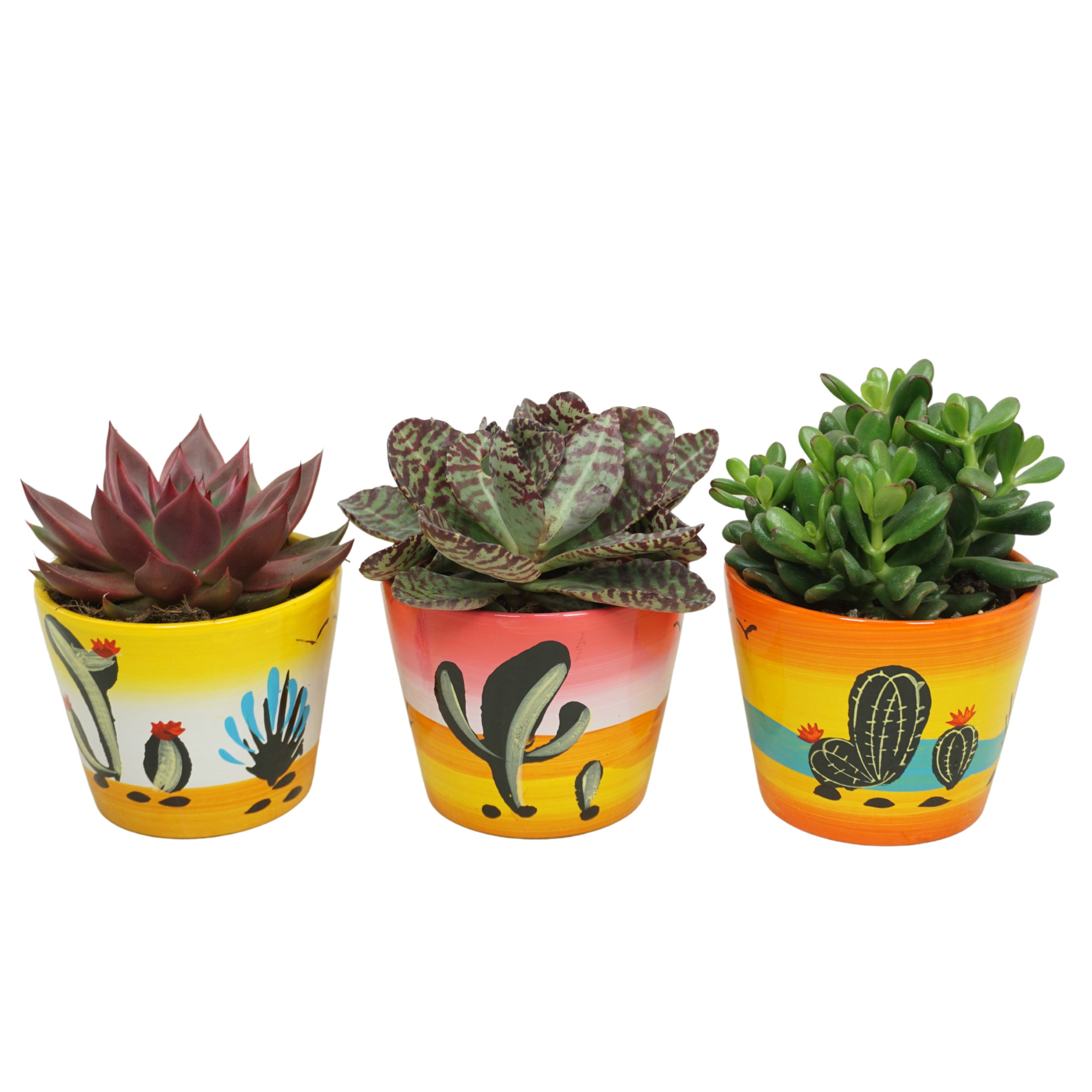 Succulent mix in 12 cm 'Decorpot', D 10,5 cm