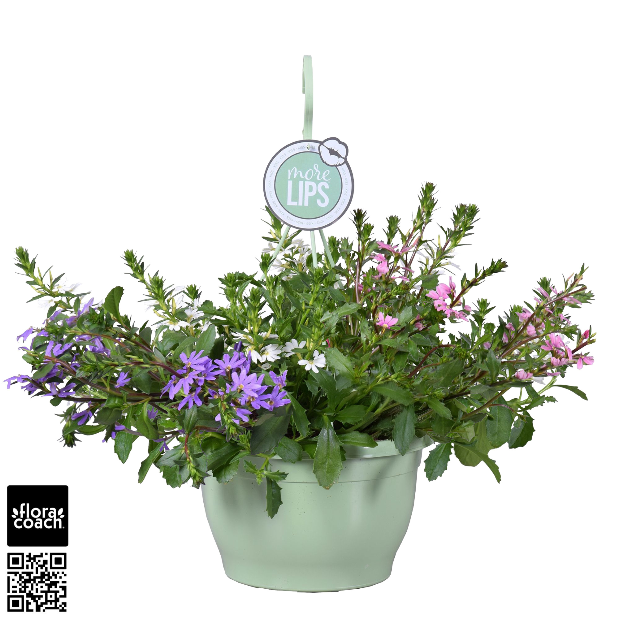 MoreLIPS® Scaevola aemula Trio, D 25