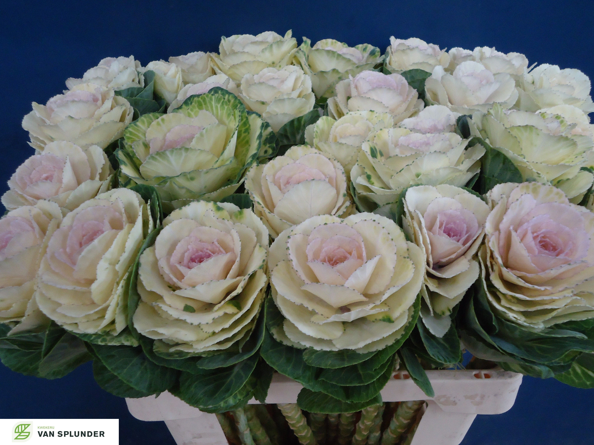 Брассика Вайт Крэйн 60, шт.