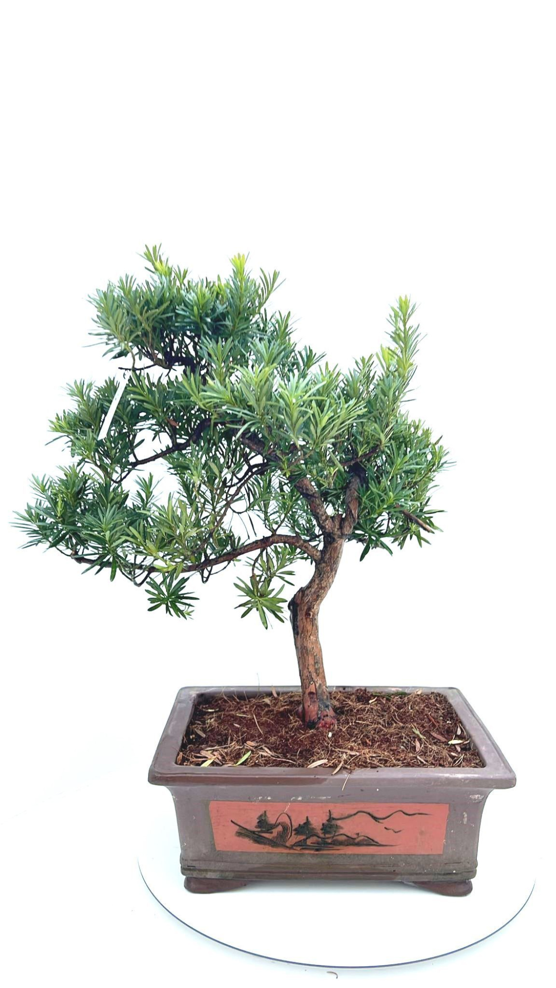 Podocarpus macrophyllus, pot 37cm. shape., D 37