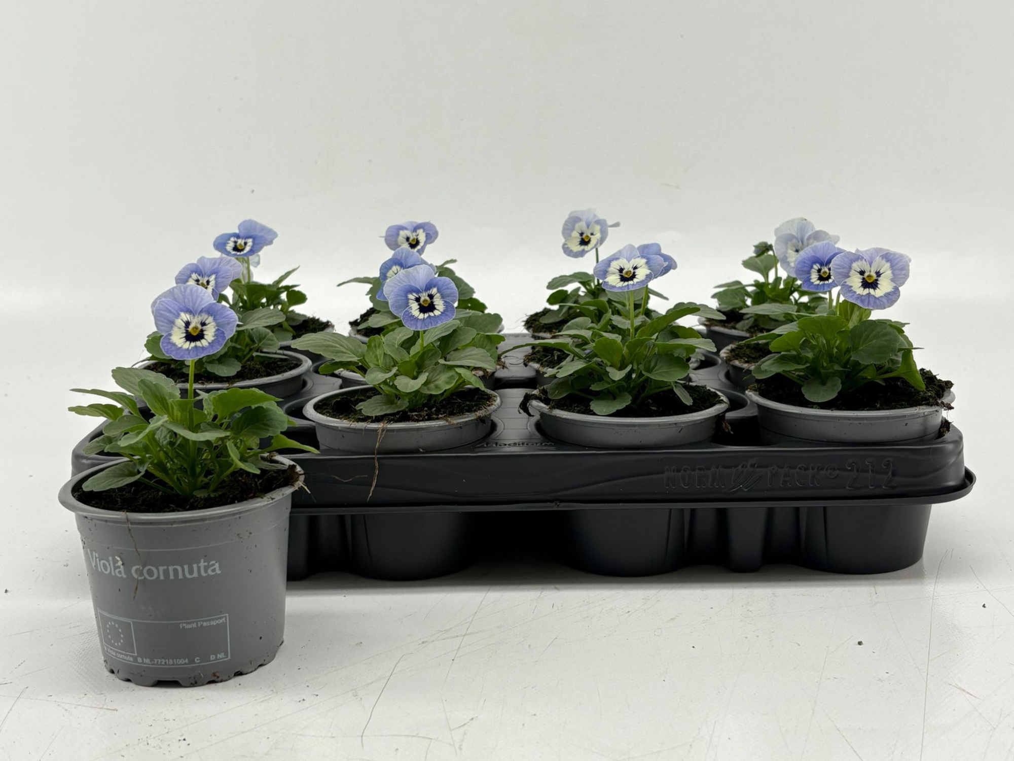 Viola Cornuta Marina, D 9 cm