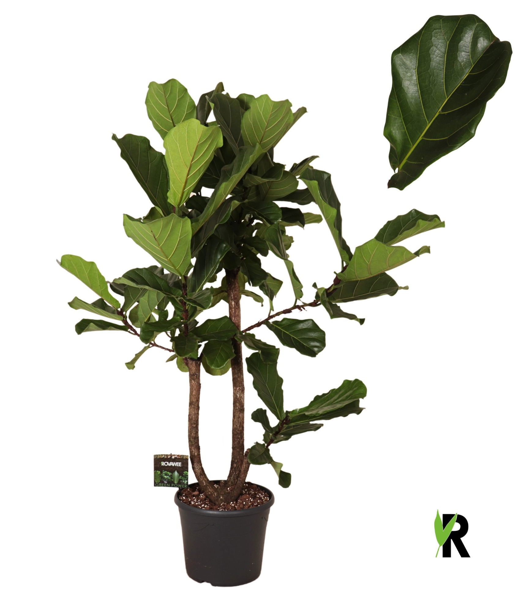 Ficus Lyrata vertakt, D 35