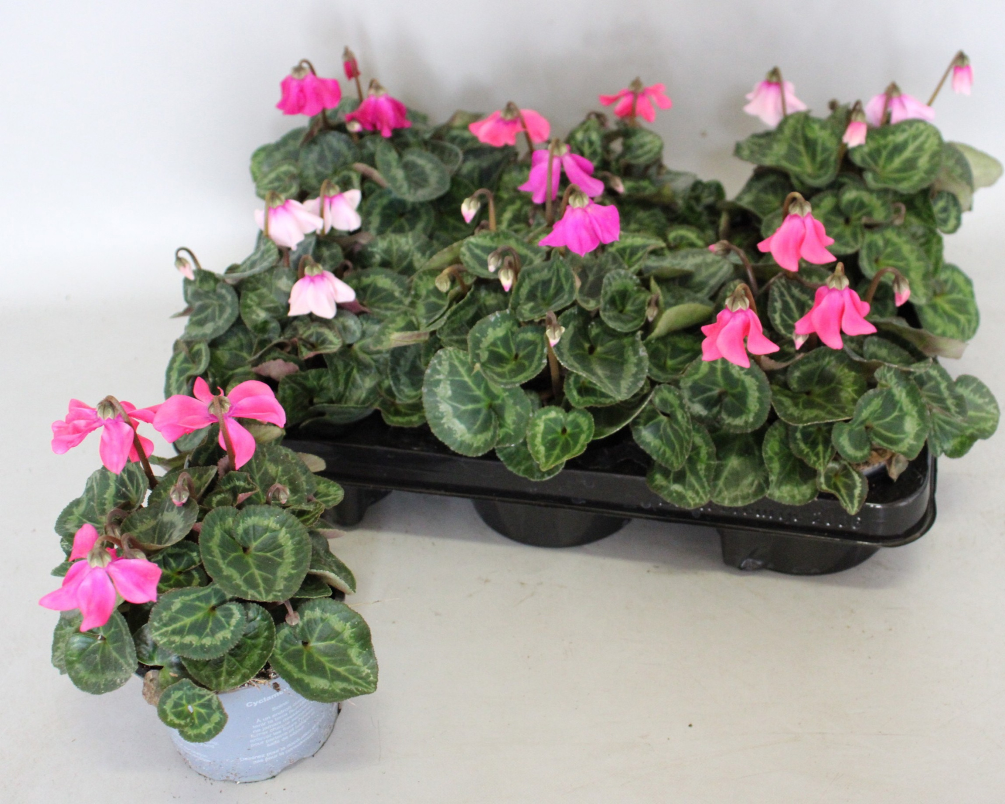 Cyclamen Petticoat Mix, D 10,5 cm
