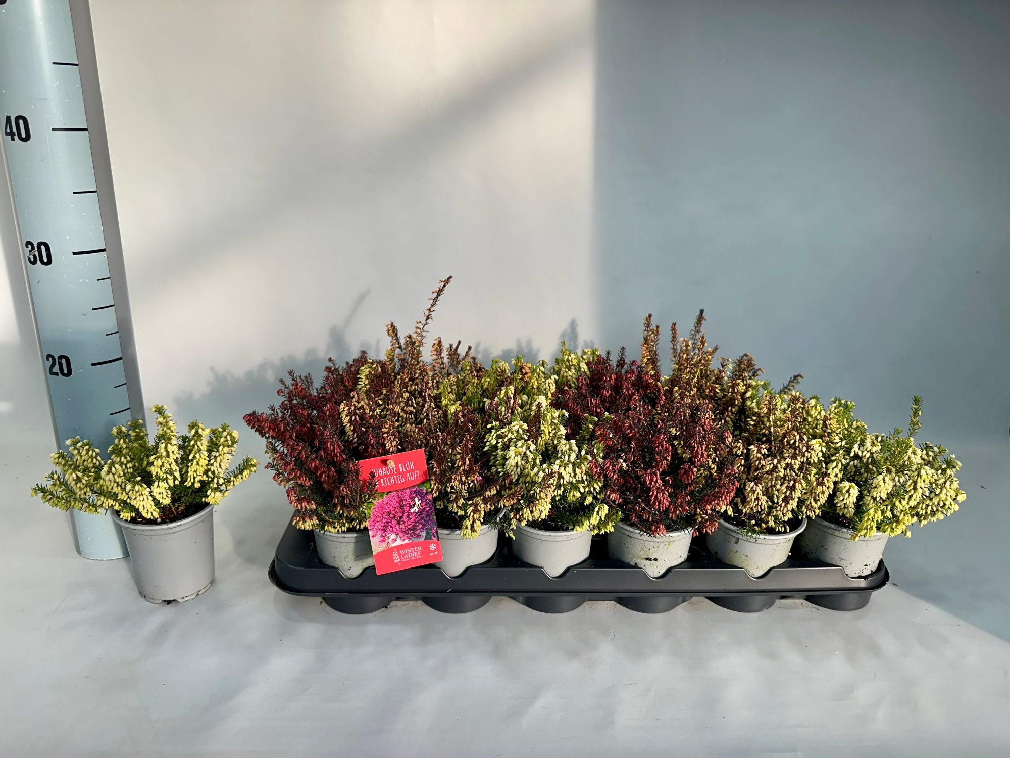 Erica Winter Ladies Gemengd P9, D 9