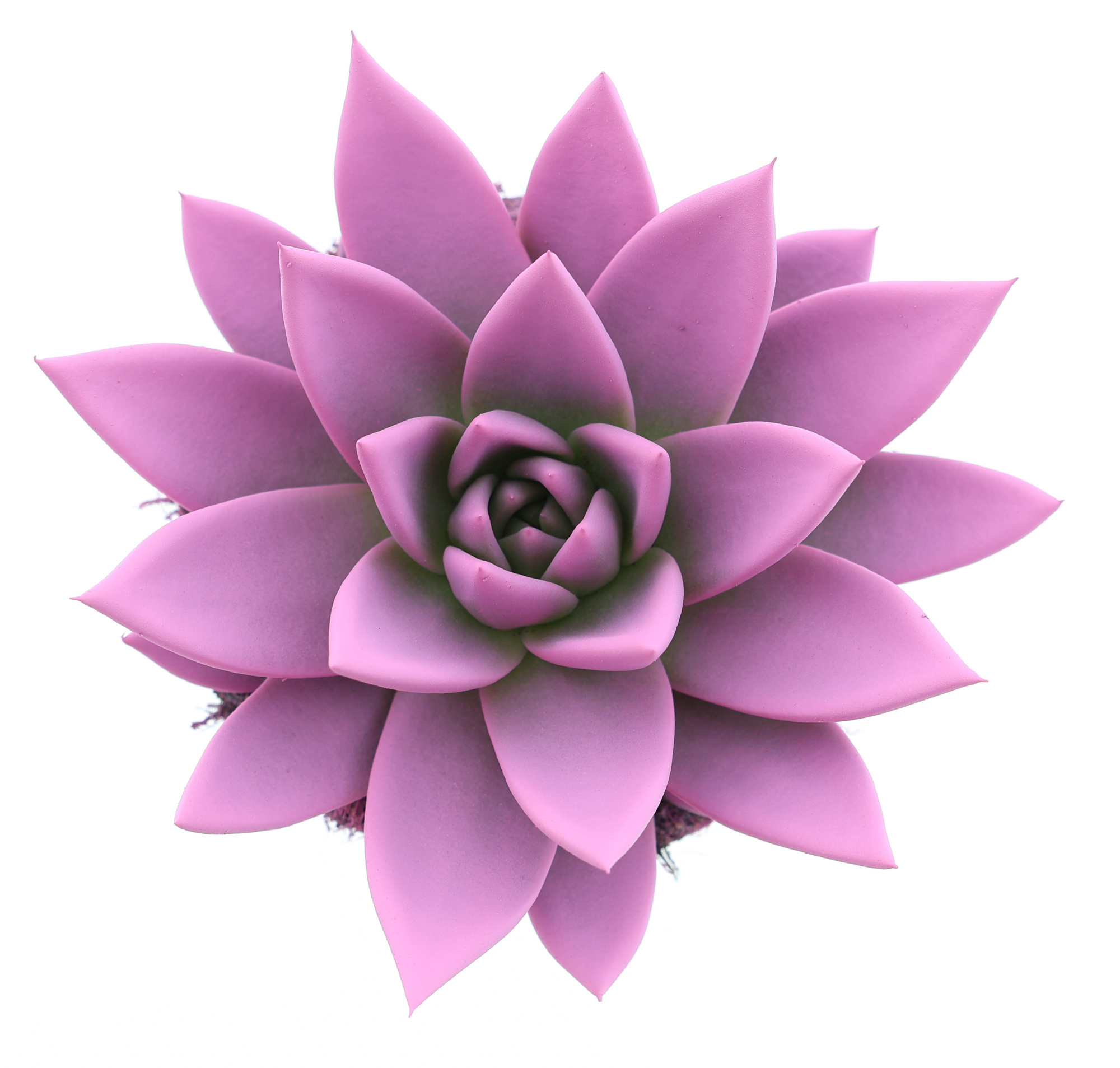 Rainbow pink, D 10,5 cm