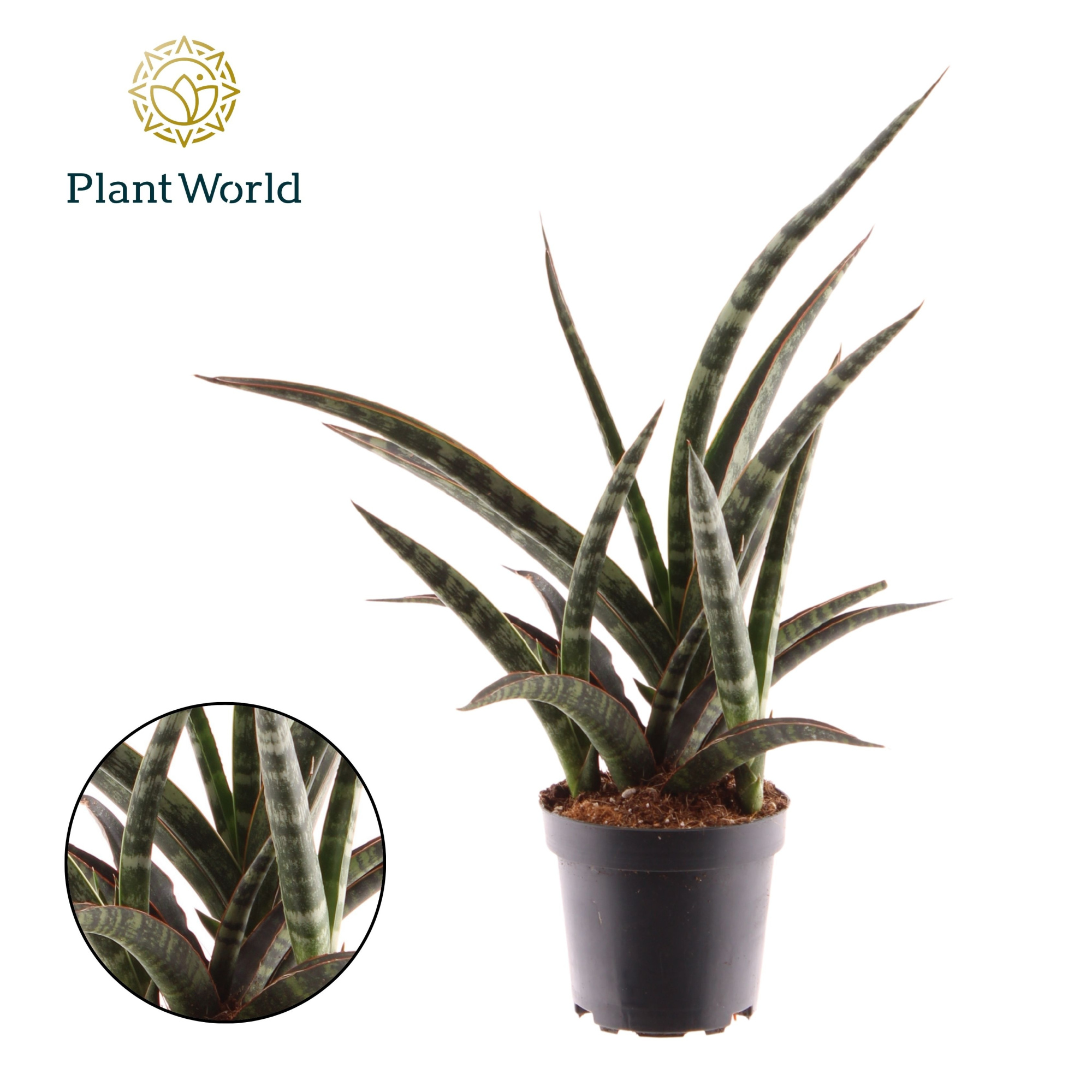 Sansevieria trifasciata 'Megan', D 10,5 cm