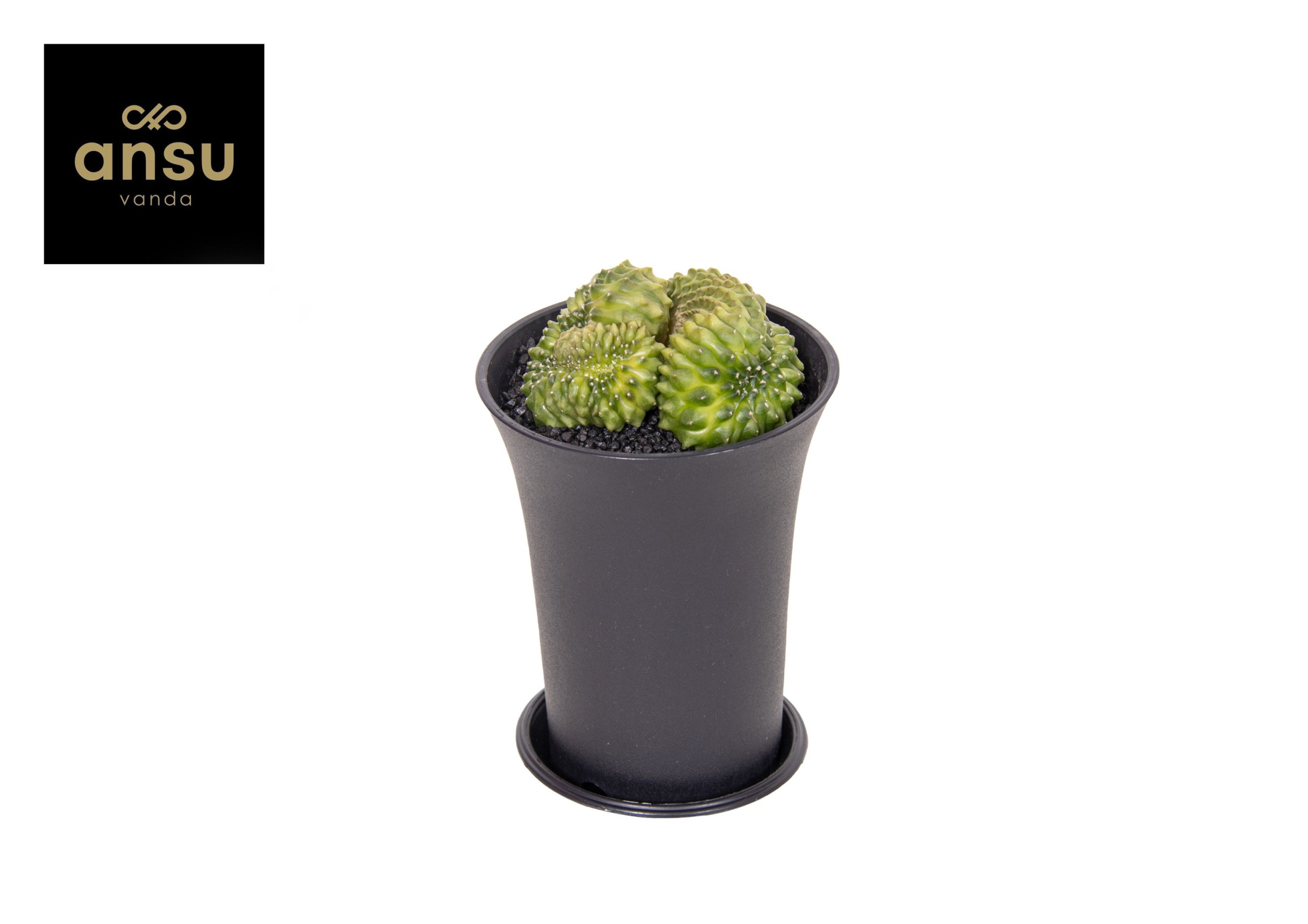 Gymno Cactus 'Spineless' Mountain Twin XL, D 10 cm