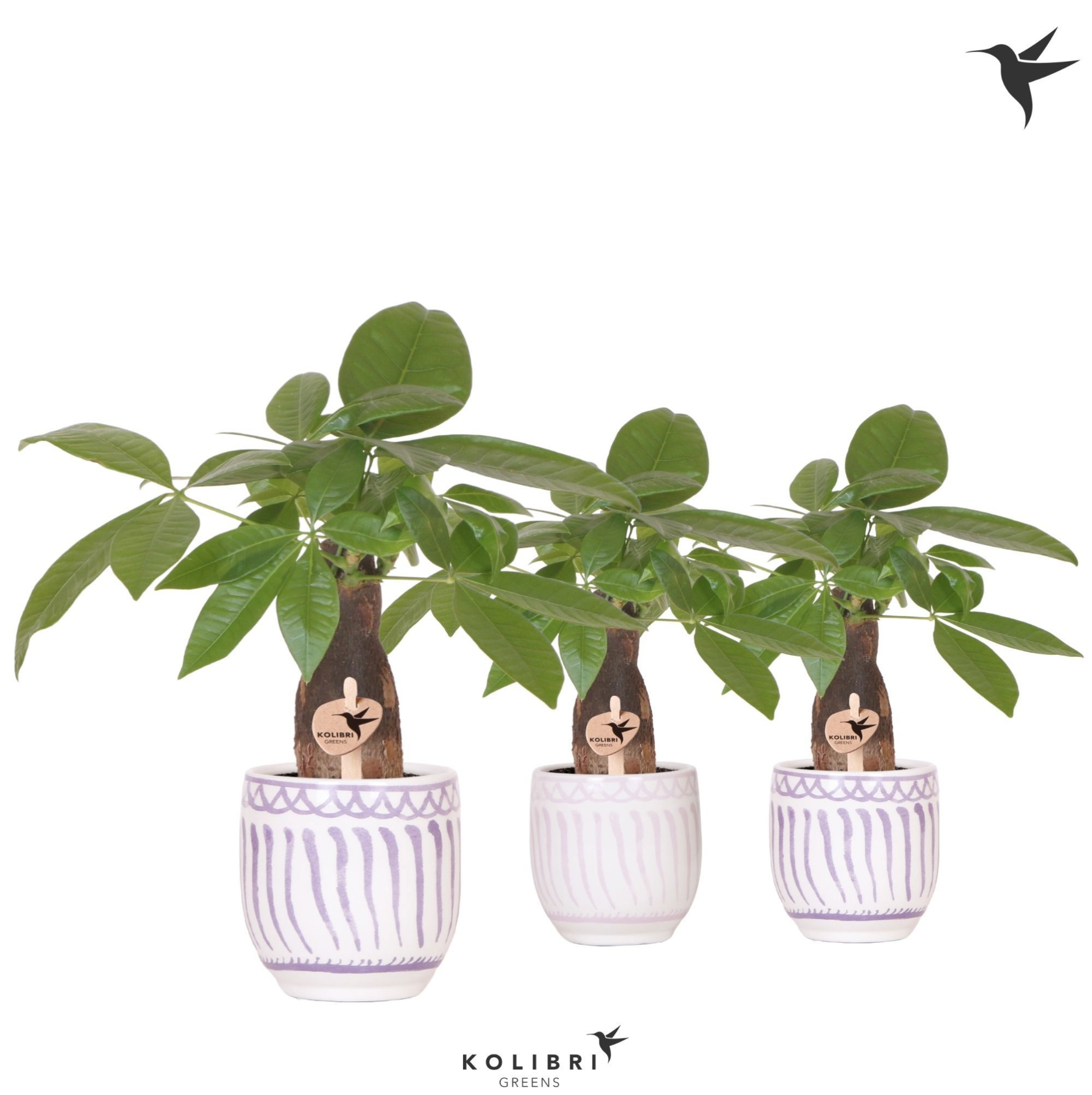 Kolibri Greens Pachira in Granada pot lila mix, D 9 cm