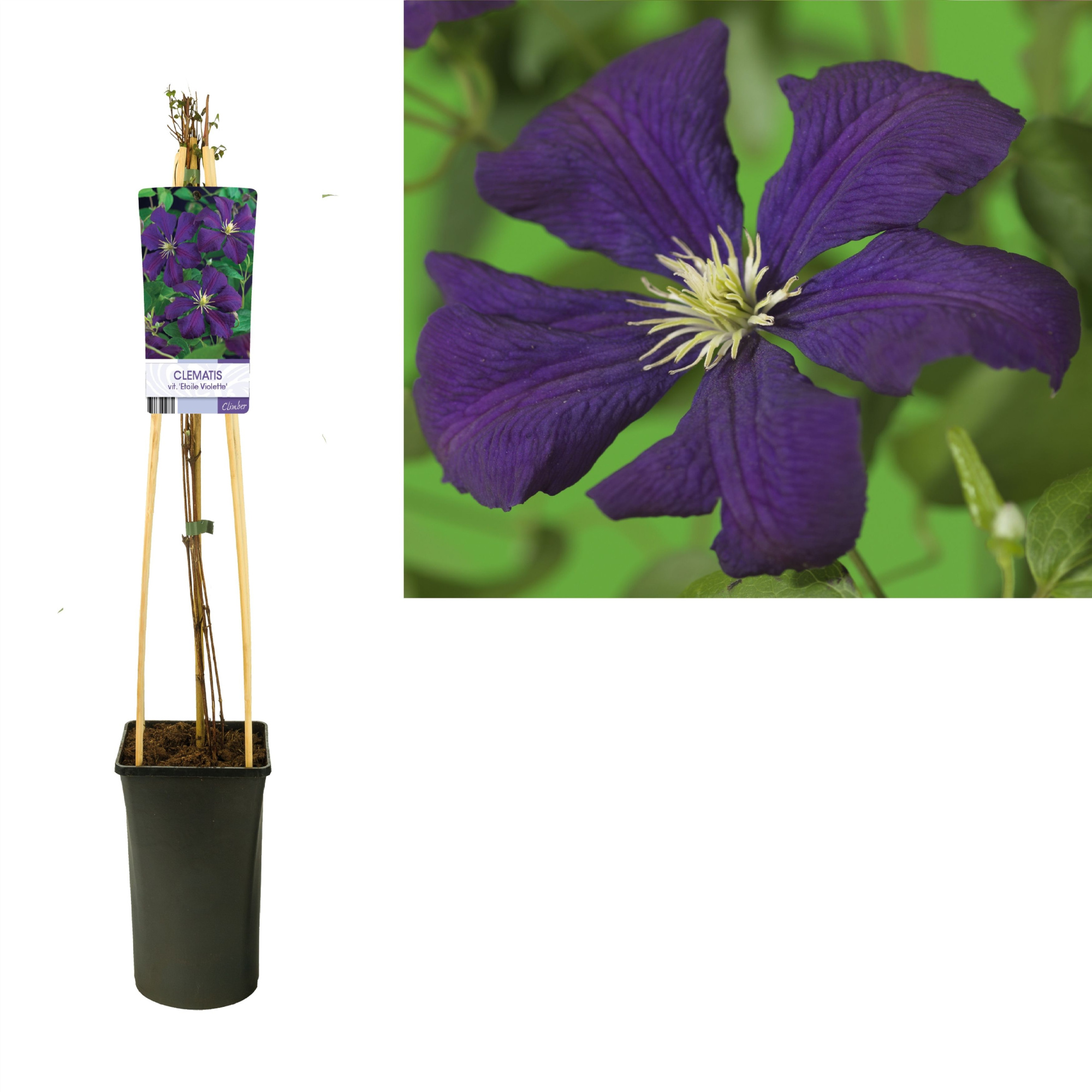 Clematis vit. 'Etoile Violette' +light label, D 17