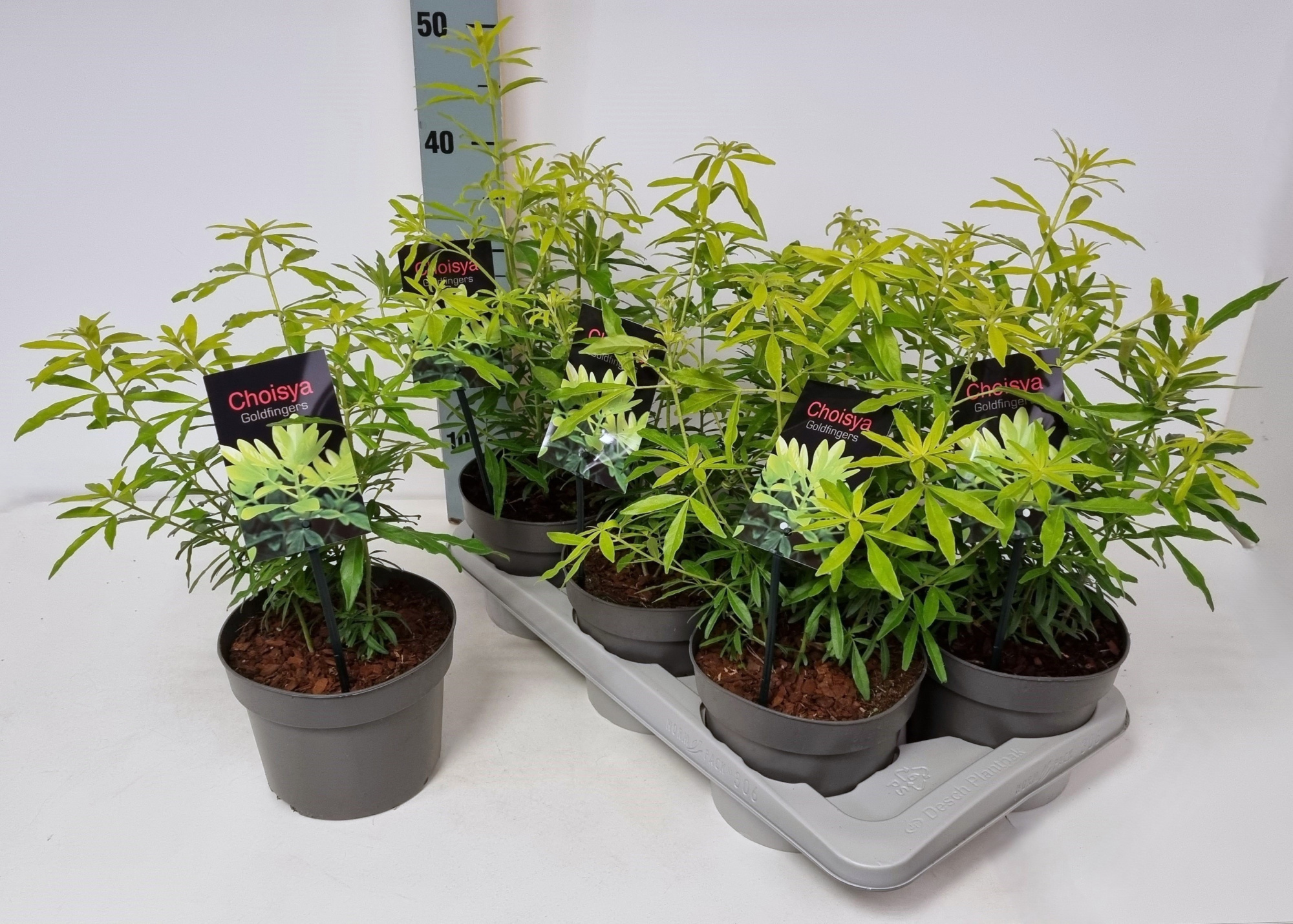 Choisya ternata 'Goldfingers' P17, D 17