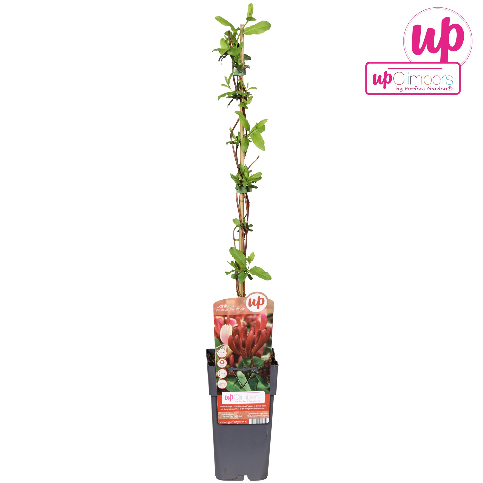Lonicera japonica Red World P15, D 15