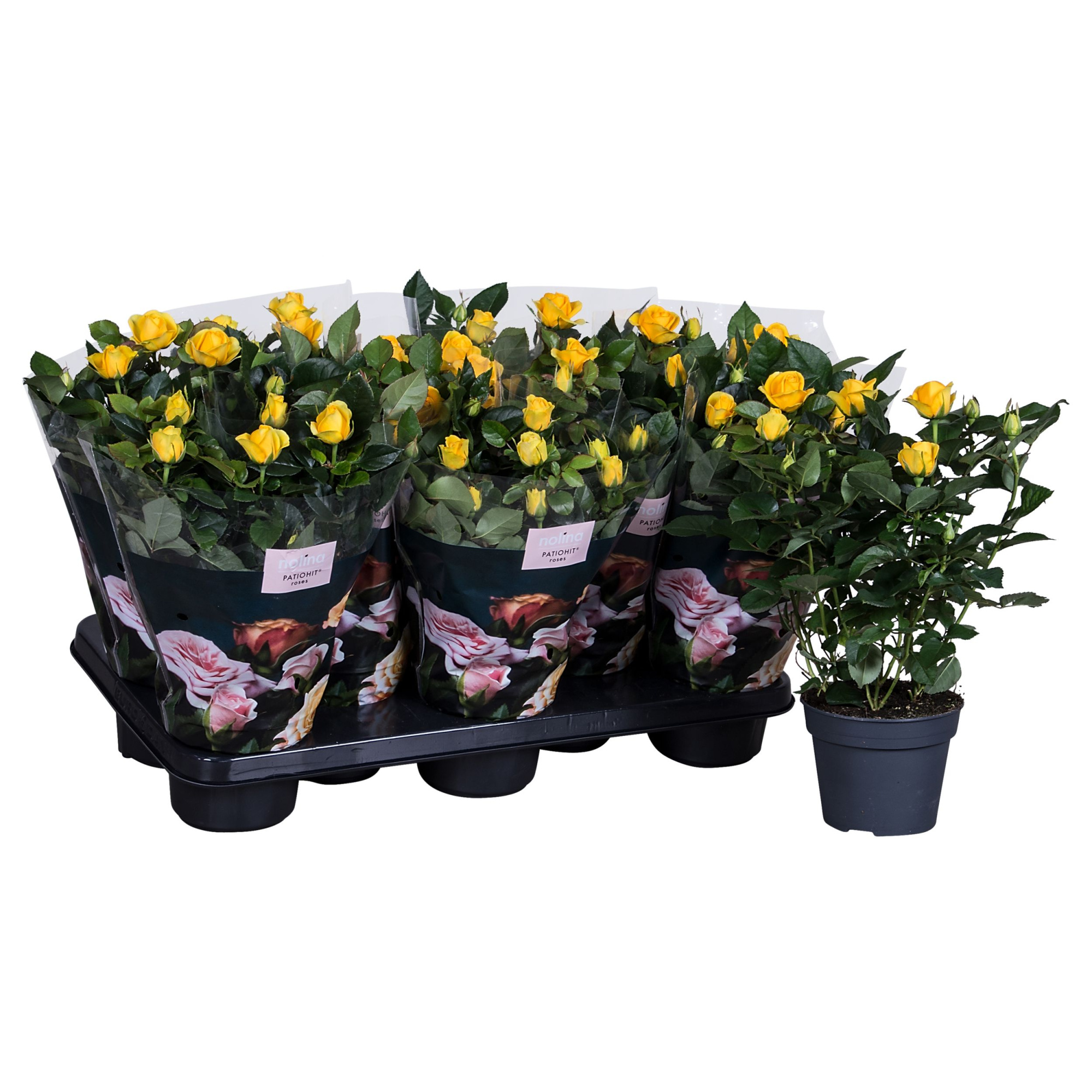 Nolina Roses Ø 13 cm Yellow st. 1-2, D 13 cm