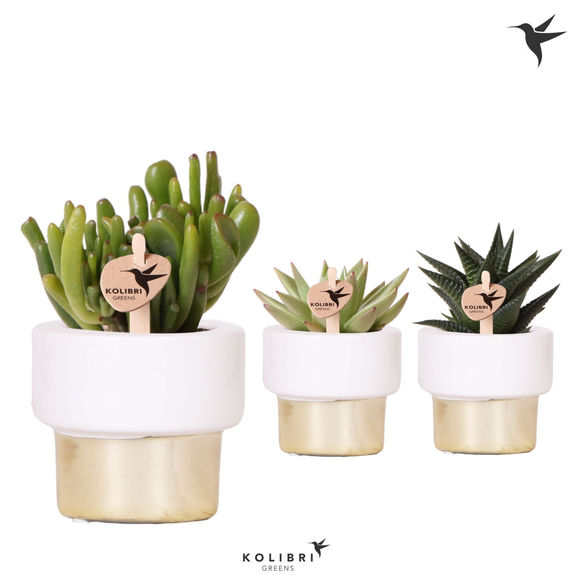 Kolibri Greens Succulenten mix in Lush pot gold, D 6 cm