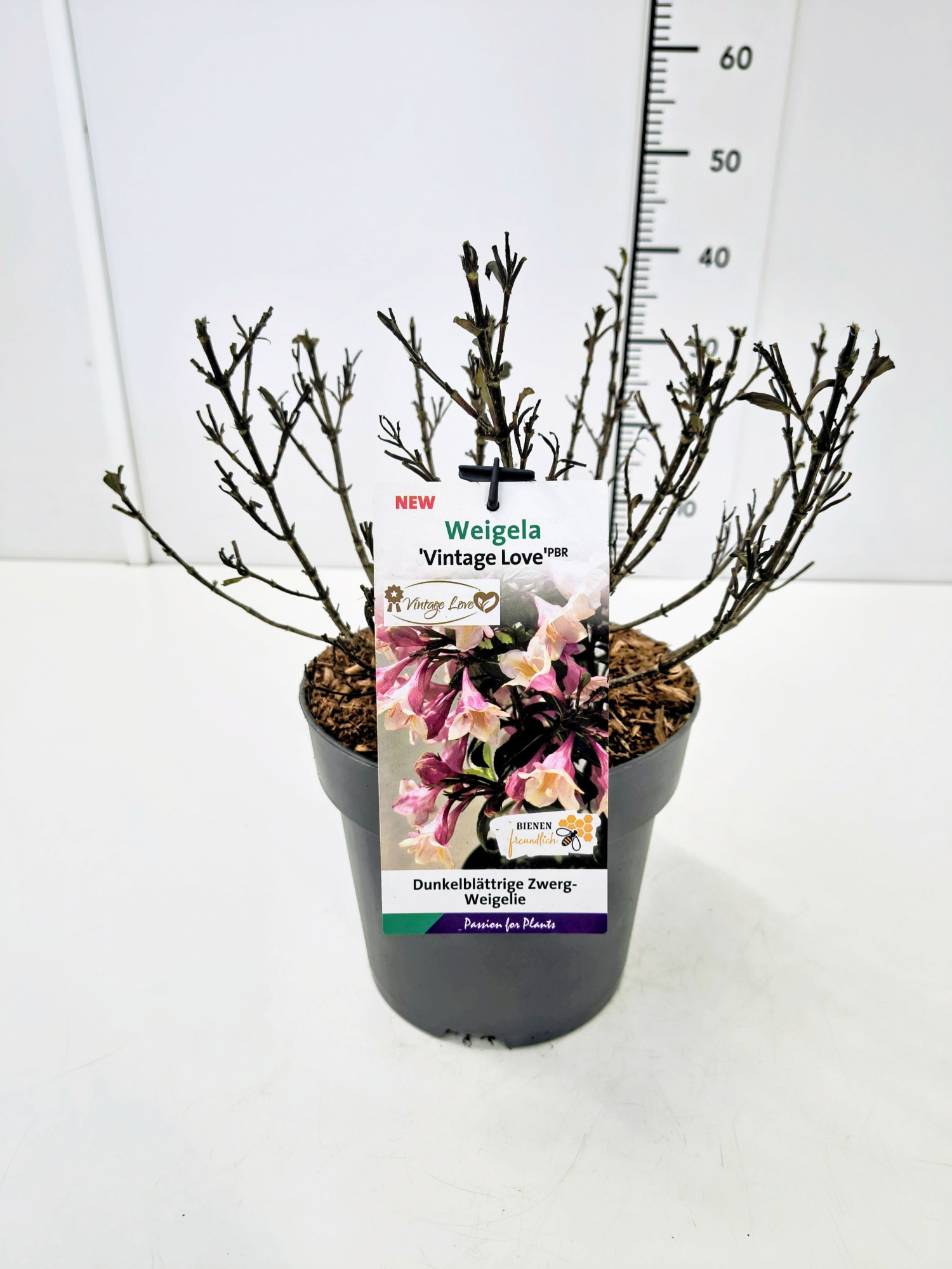 Weigela 'Vintage Love' C5, D 23