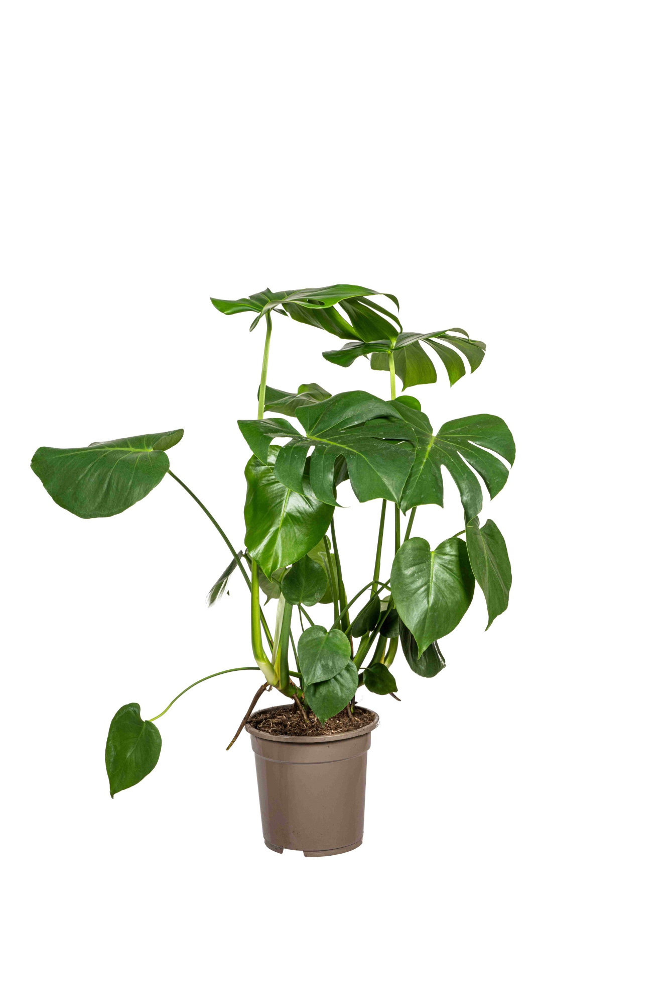Monstera deliciosa Tauerii T21, D 21