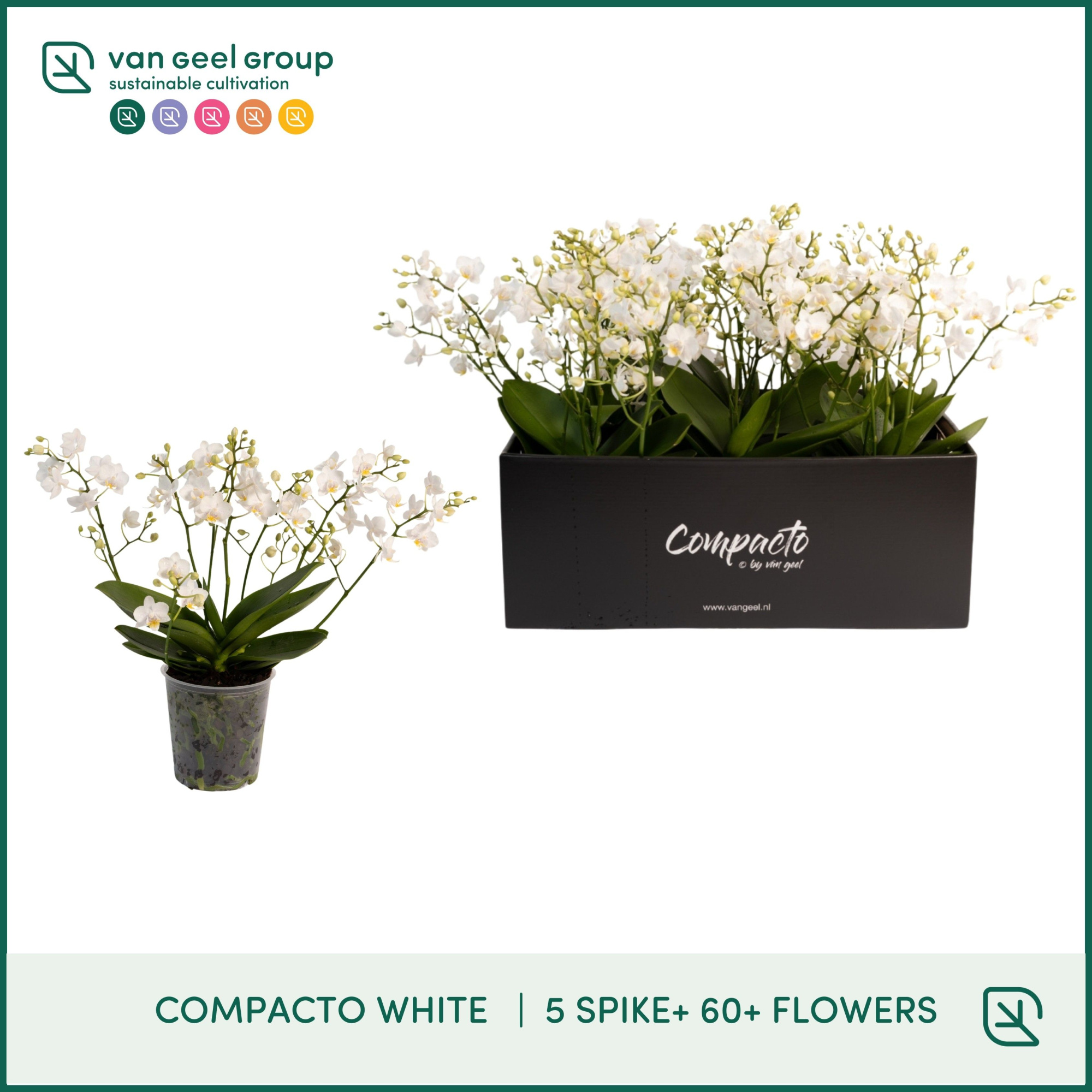 Compacto White 5-tak + 60+, D 12 cm