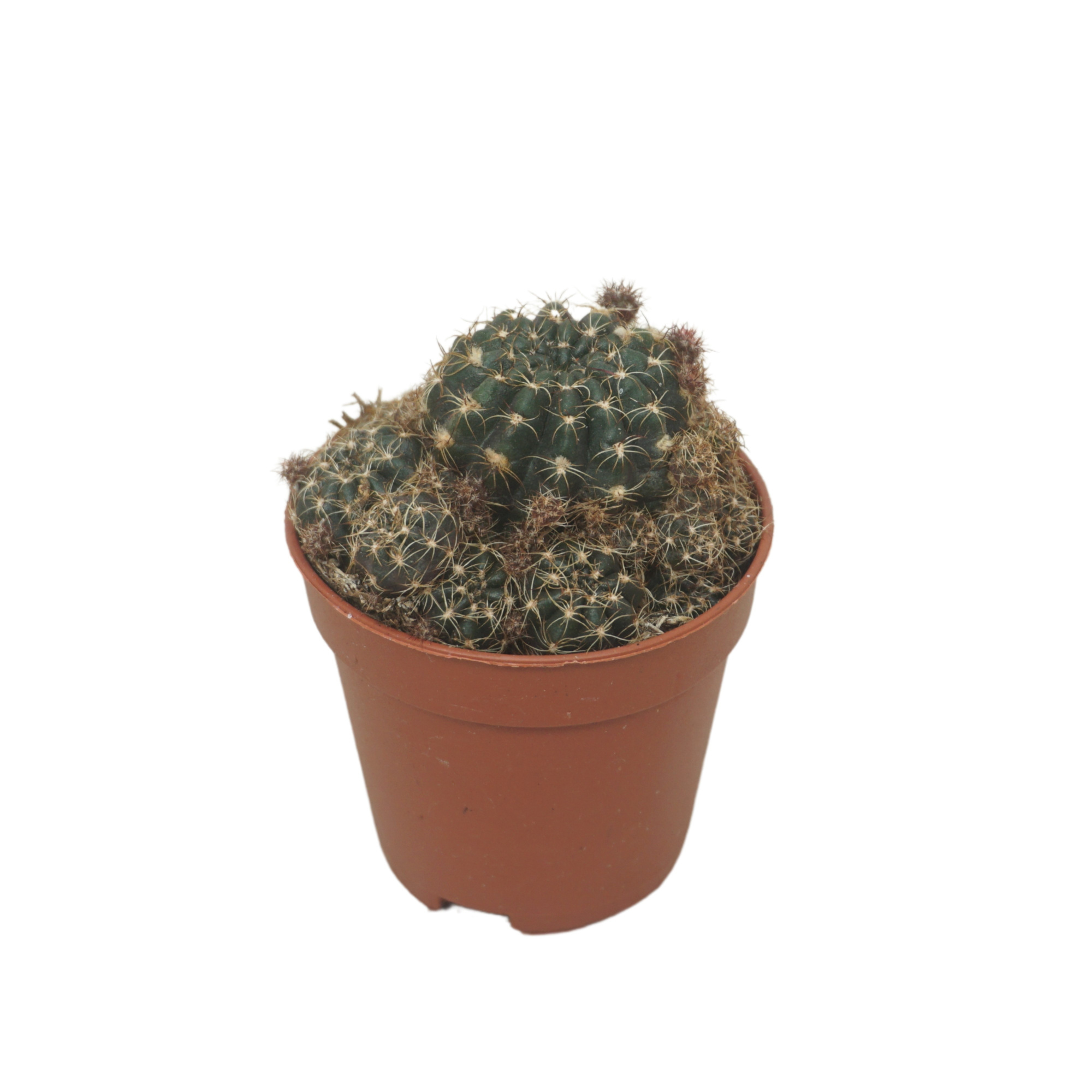 Lobivia 5,5 cm, D 5,5 cm