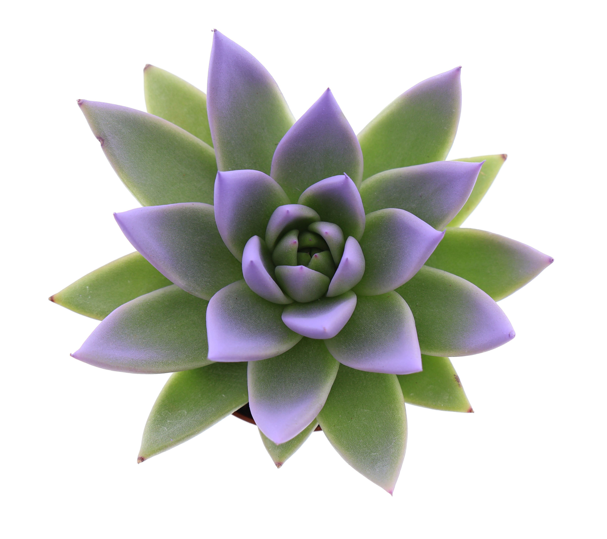 Miranda tips dark milka, D 6 cm